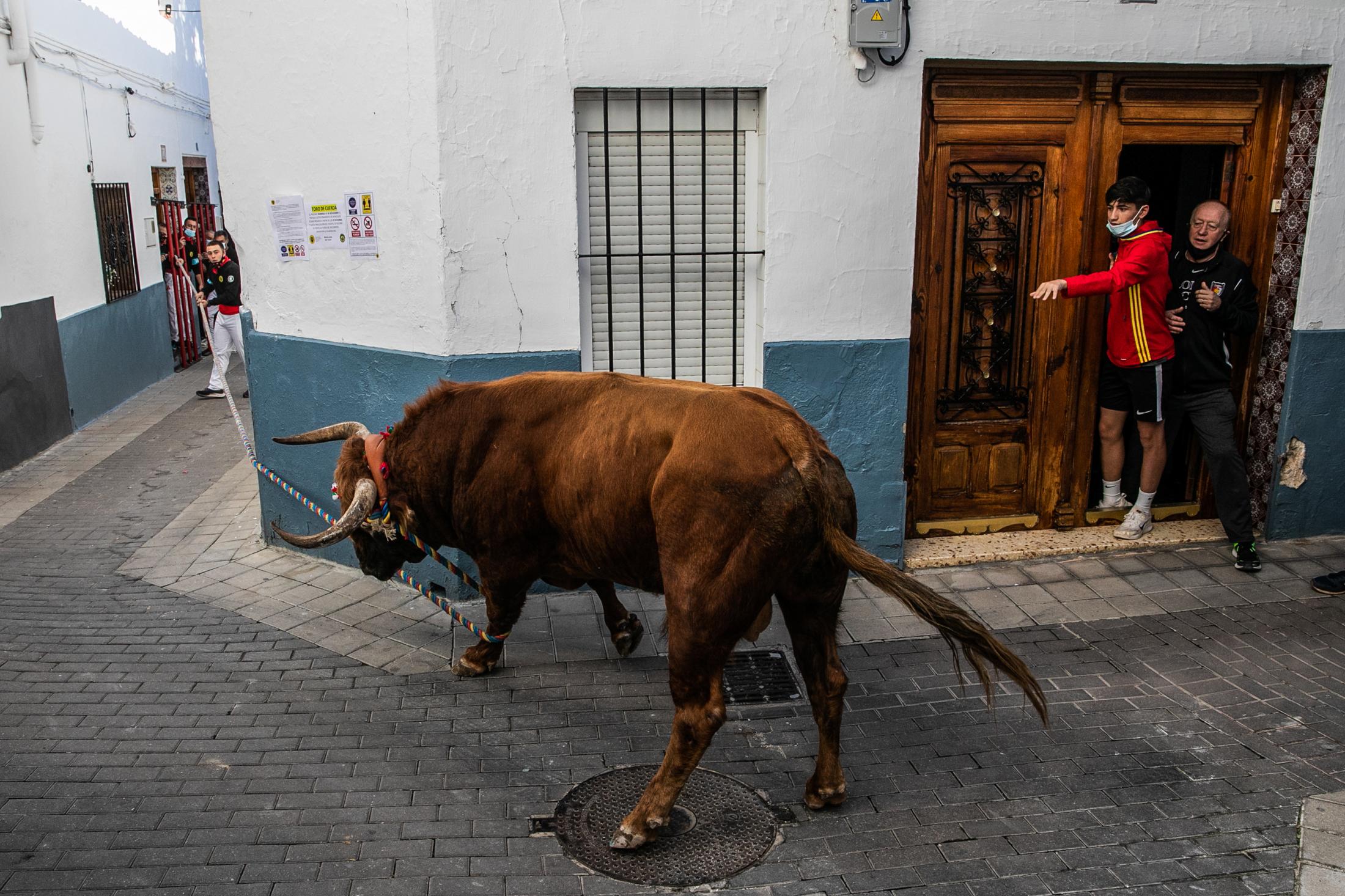 Spain, the bull and the mask - Toro de cuerda en Chiva. 07/11/2021.
