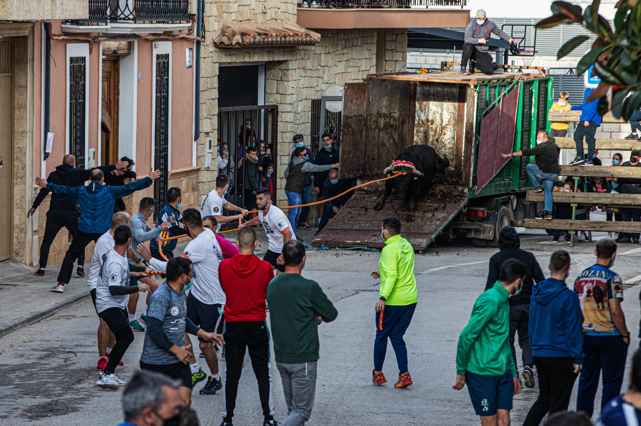 Spain, the bull and the mask - Toro de Cuerda. Godelleta por la tarde. 21/11/2021.