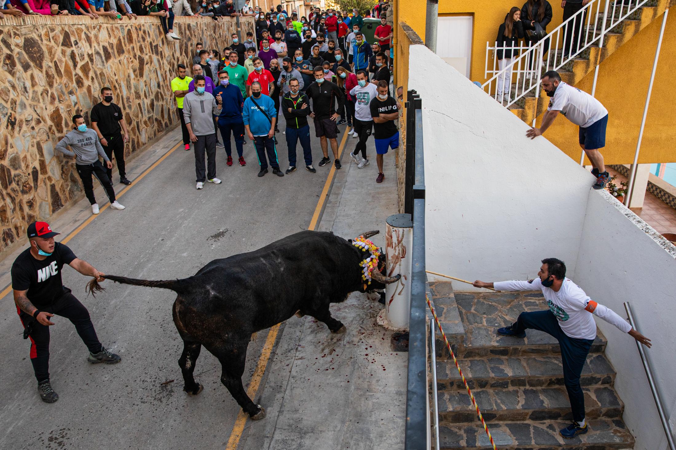Spain, the bull and the mask - Torico de cuerda en Godelleta. 14/11/2021