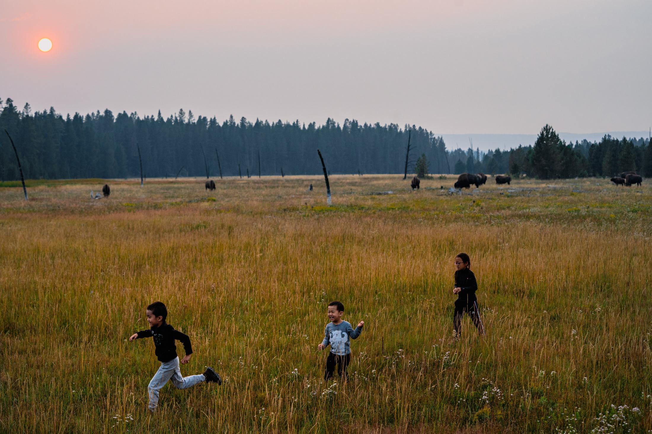 Bison, elk and social distance: A photographer’s view from Yellowstone during delta - Some children run around a group of bison around sunset.