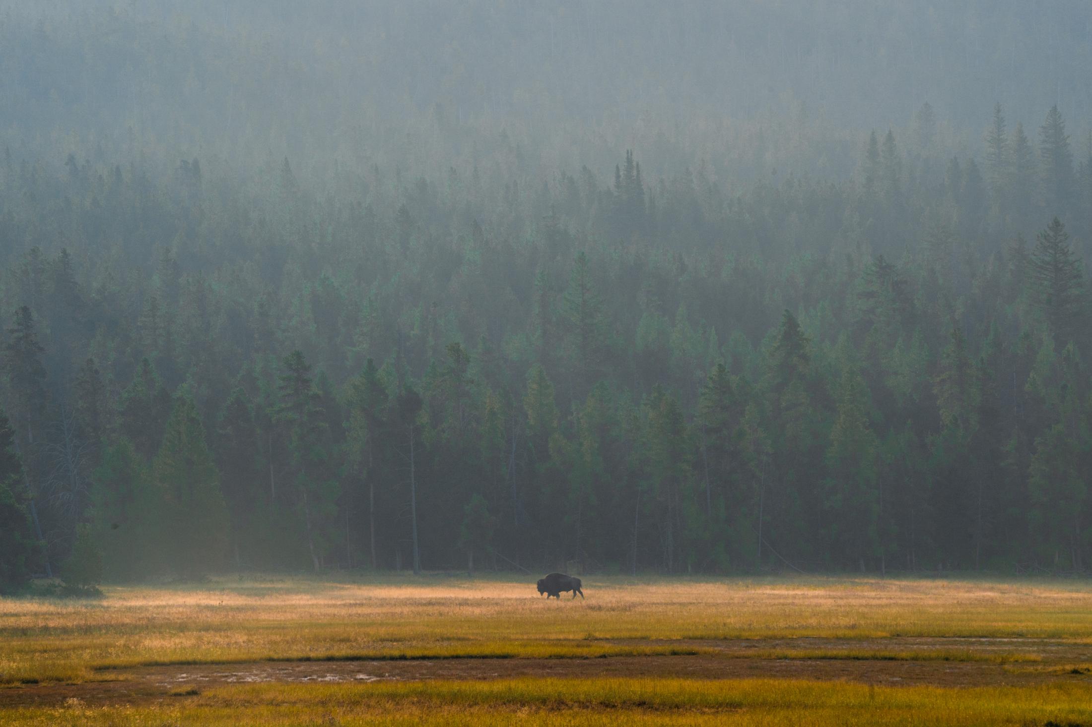 Bison, elk and social distance: A photographer’s view from Yellowstone during delta - A lone bison walks in the early morning.