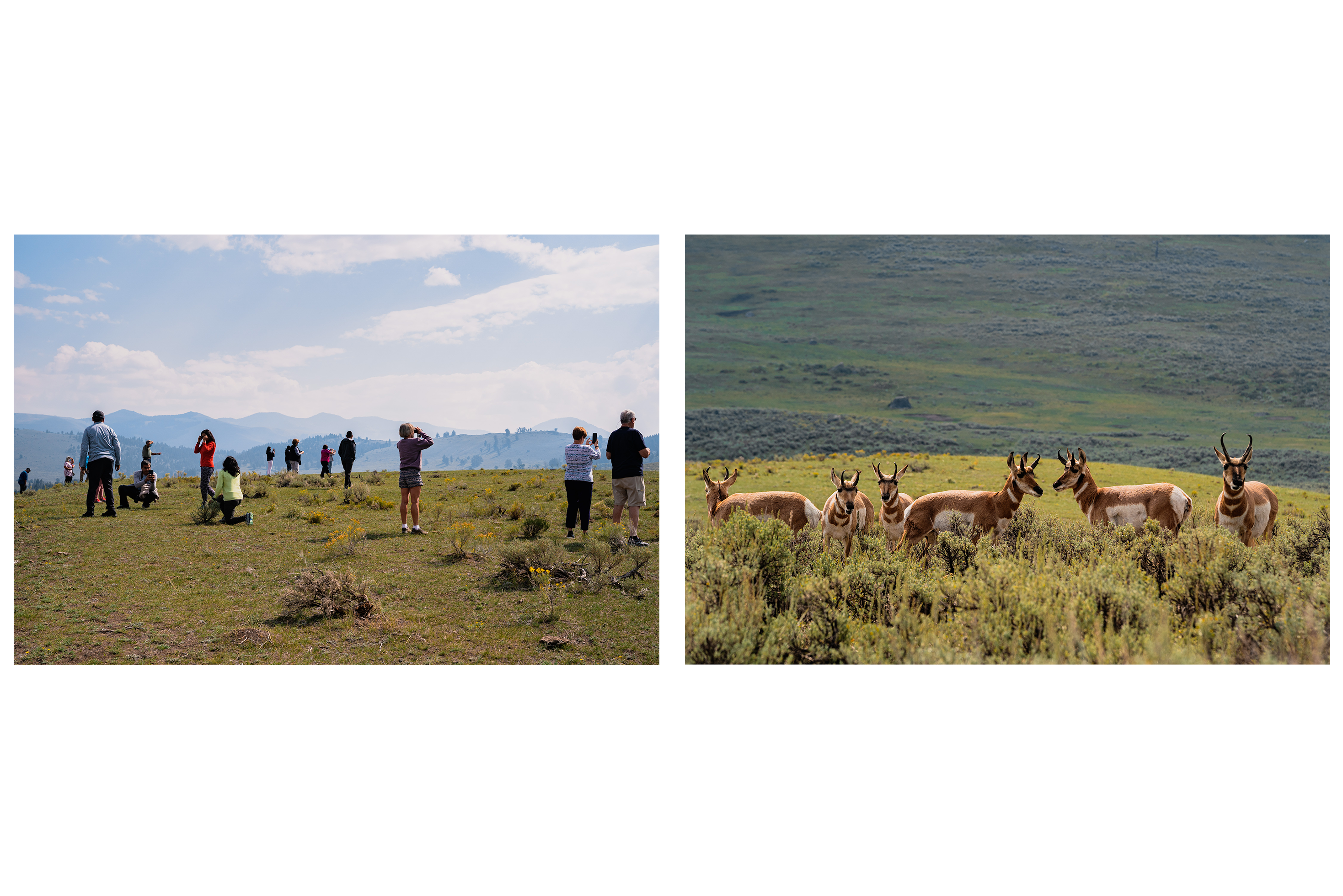 Bison, elk and social distance: A photographer’s view from Yellowstone during delta - Pronghorn are found mainly in the Northern section of...
