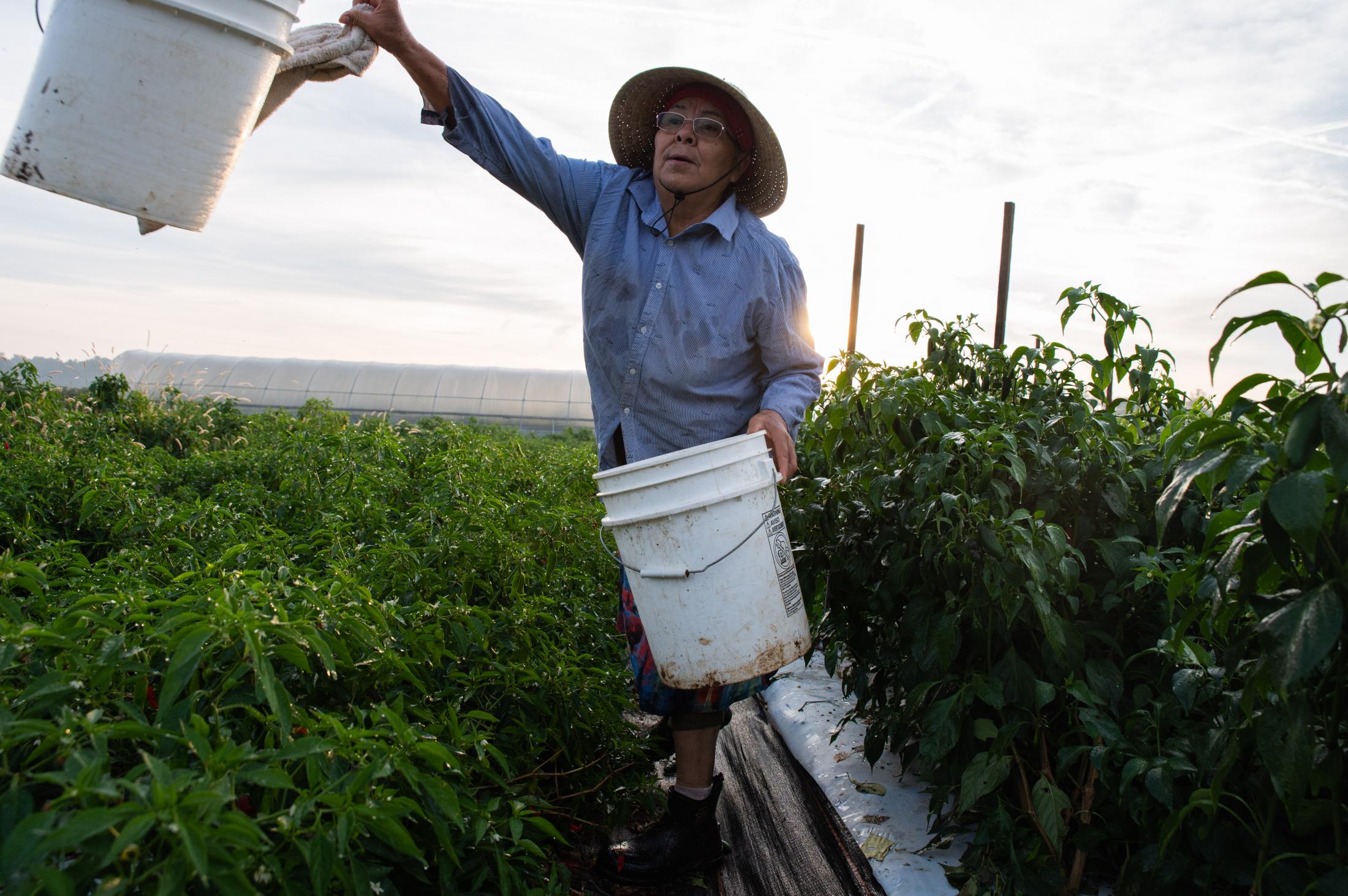  Magdelena, a worker with Rodgers Greens and Roots, tosses a bucket from her working area while picking peppers. She arrived before sunrise this Thursday morning to prepare. Magdelena is one of the many diverse members of this farm working diligently with an open heart. &nbsp; 