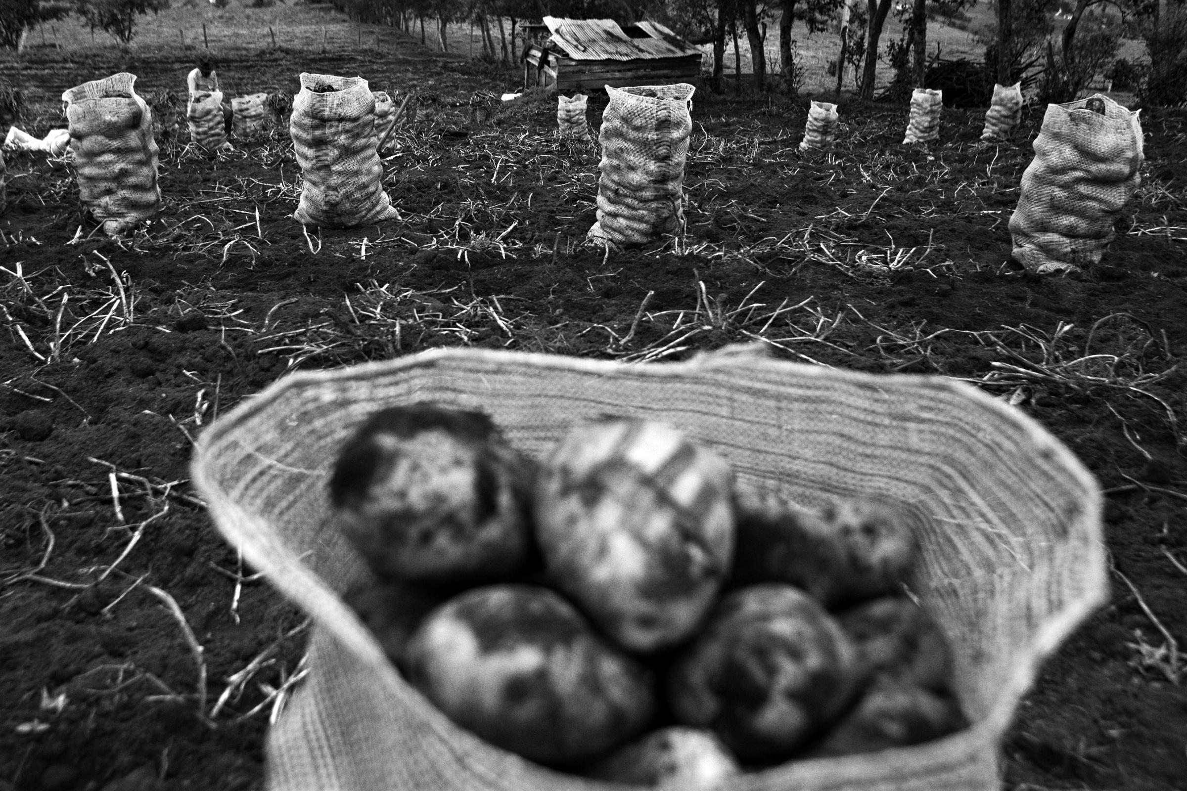 The Indigenous Bread - Guatavita, Cundinamarca, Colombia. Potato cultivation in...