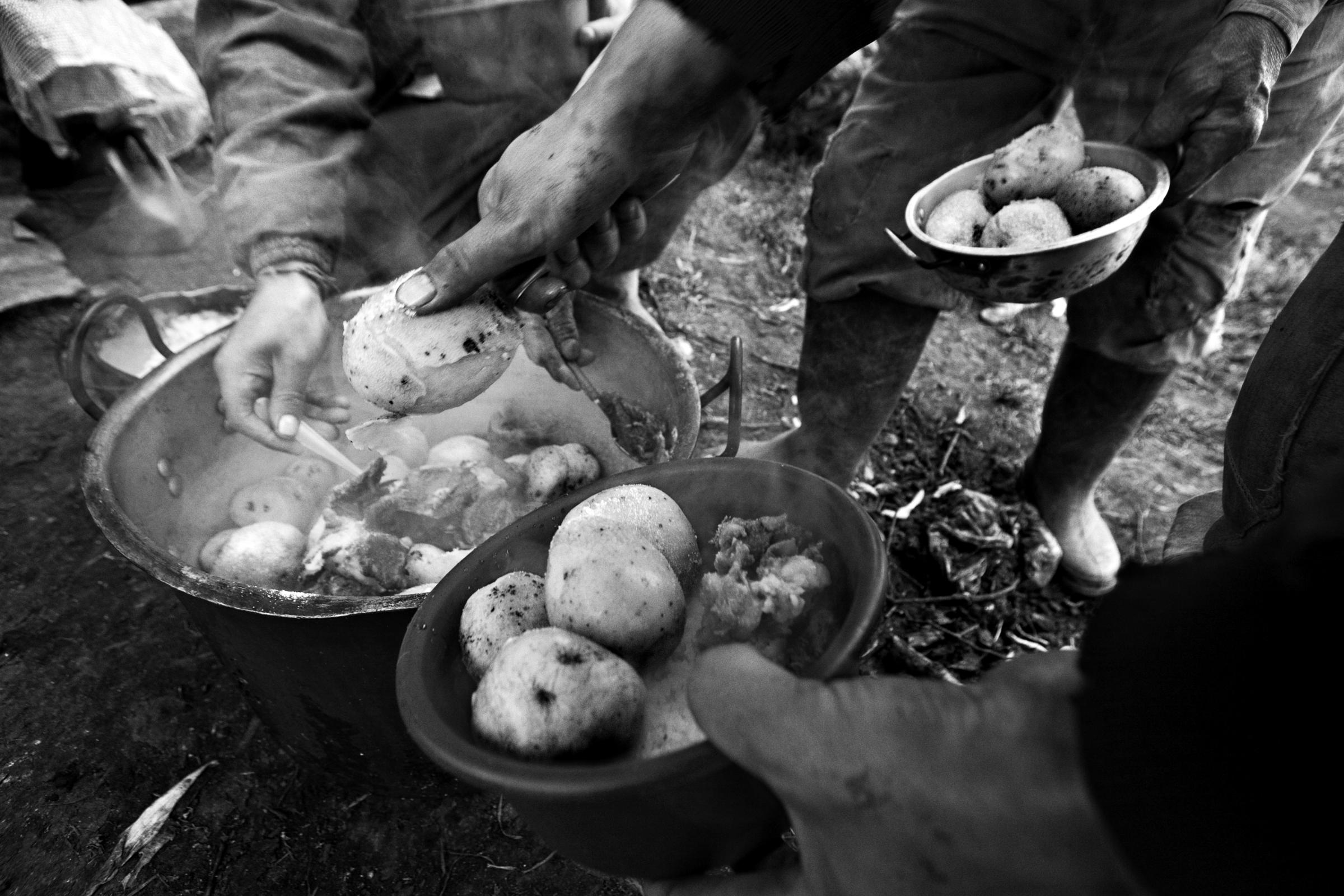 The Indigenous Bread - Guatavita, Cundinamarca, Colombia. Peasants who harvest...