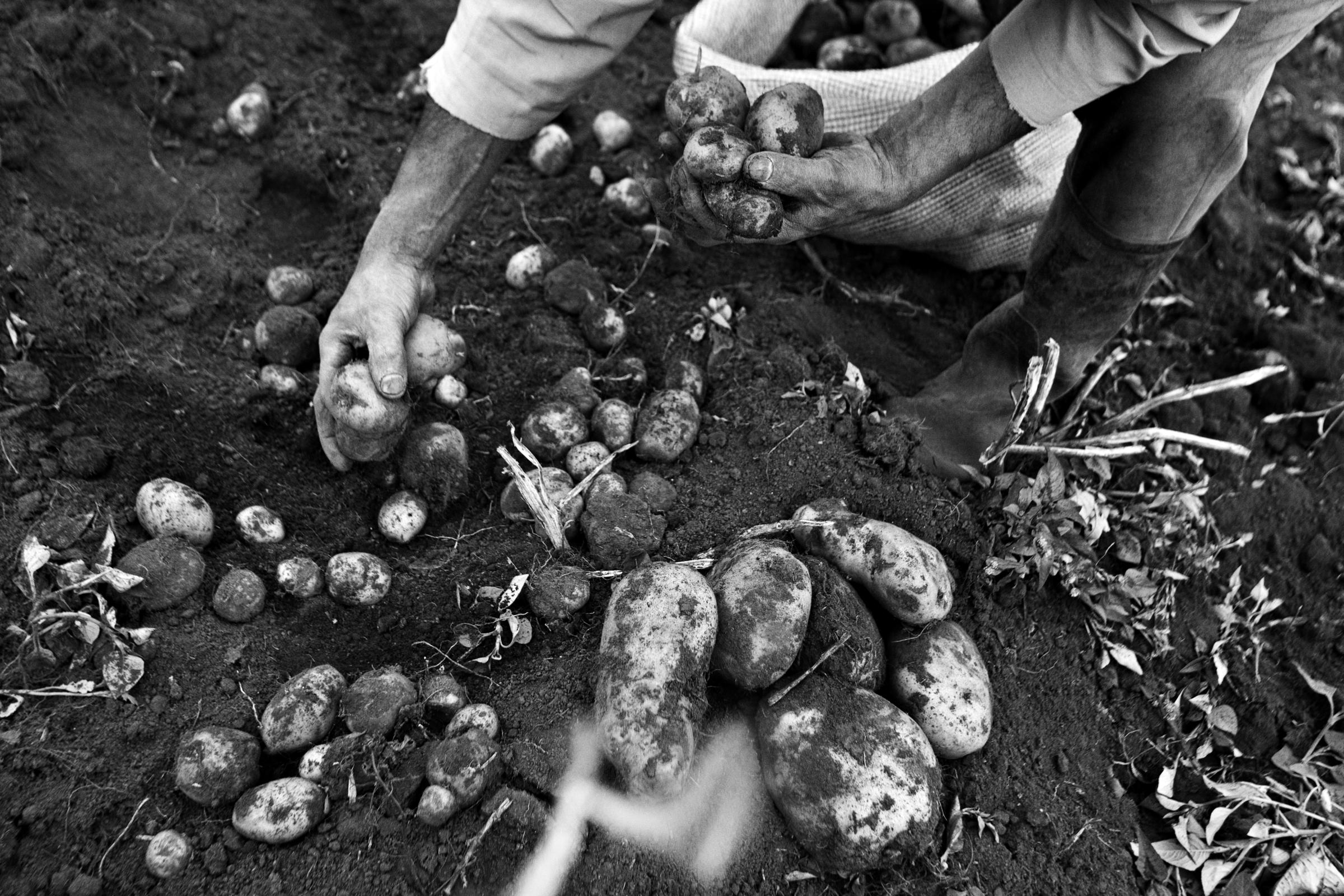 The Indigenous Bread - Guatavita, Cundinamarca, Colombia. A farmer picks...