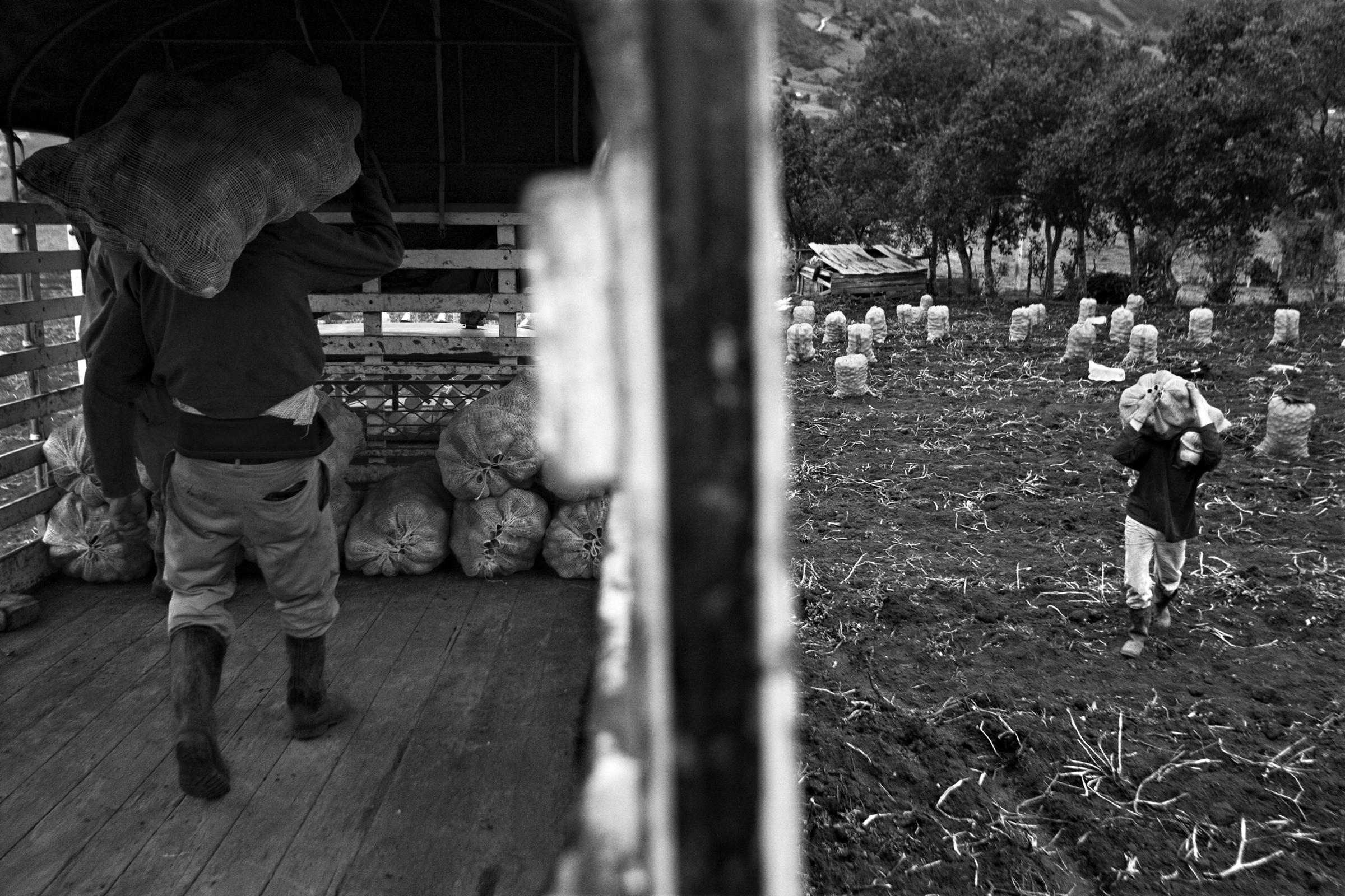 The Indigenous Bread - Guatavita, Cundinamarca, Colombia. Some men load a truck...