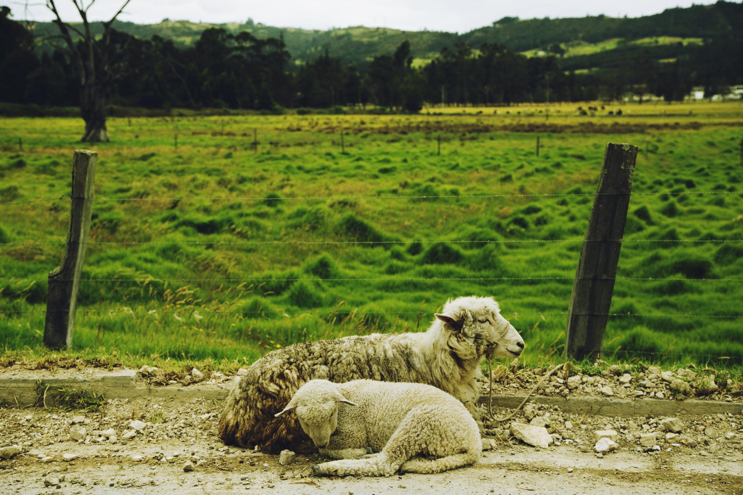 Boyacá - Two sheep resting in the vicinity of Paipa,...