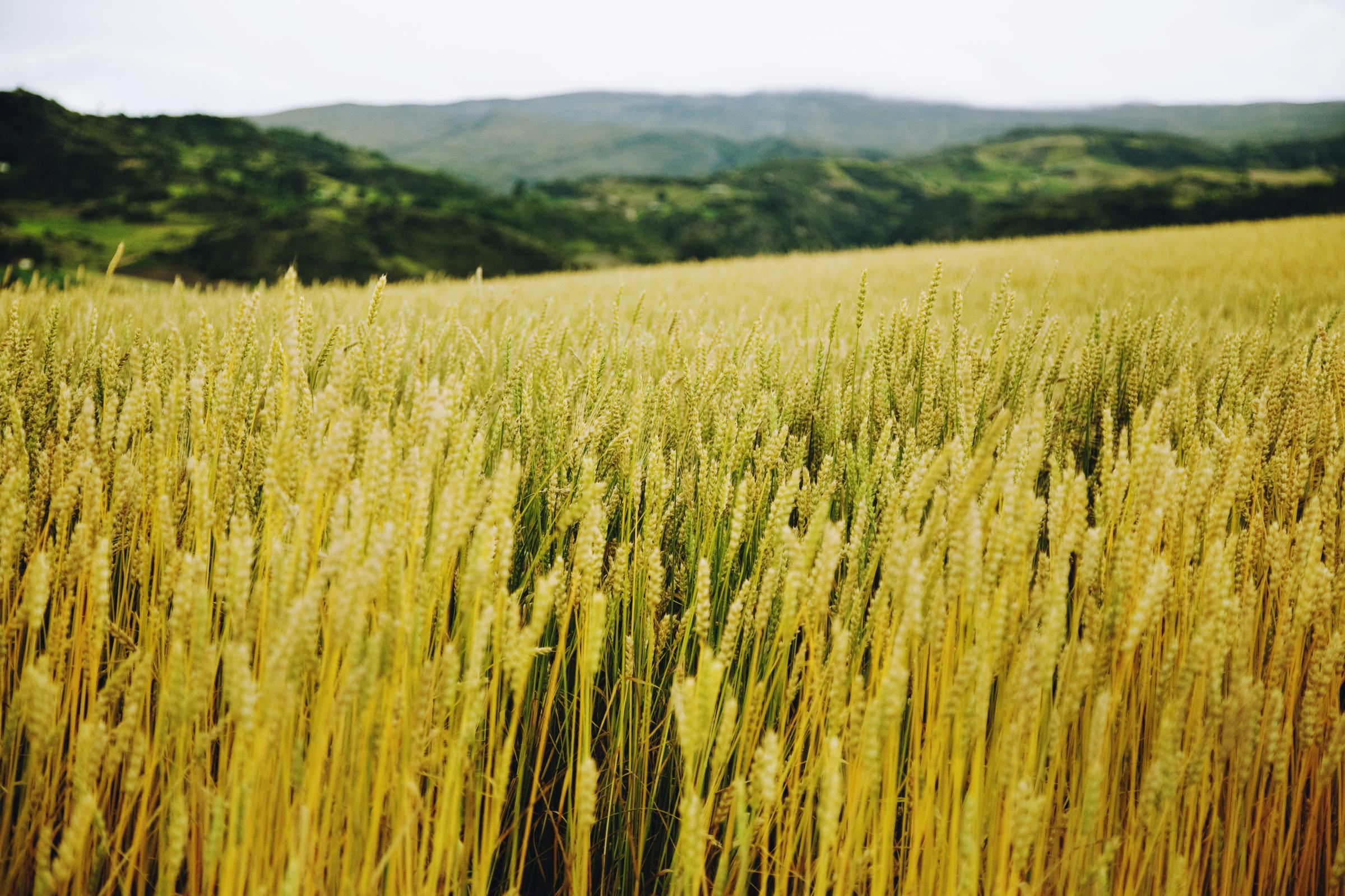 Boyacá - Wheat fields in Toca, Boyacá, Colombia. ©...
