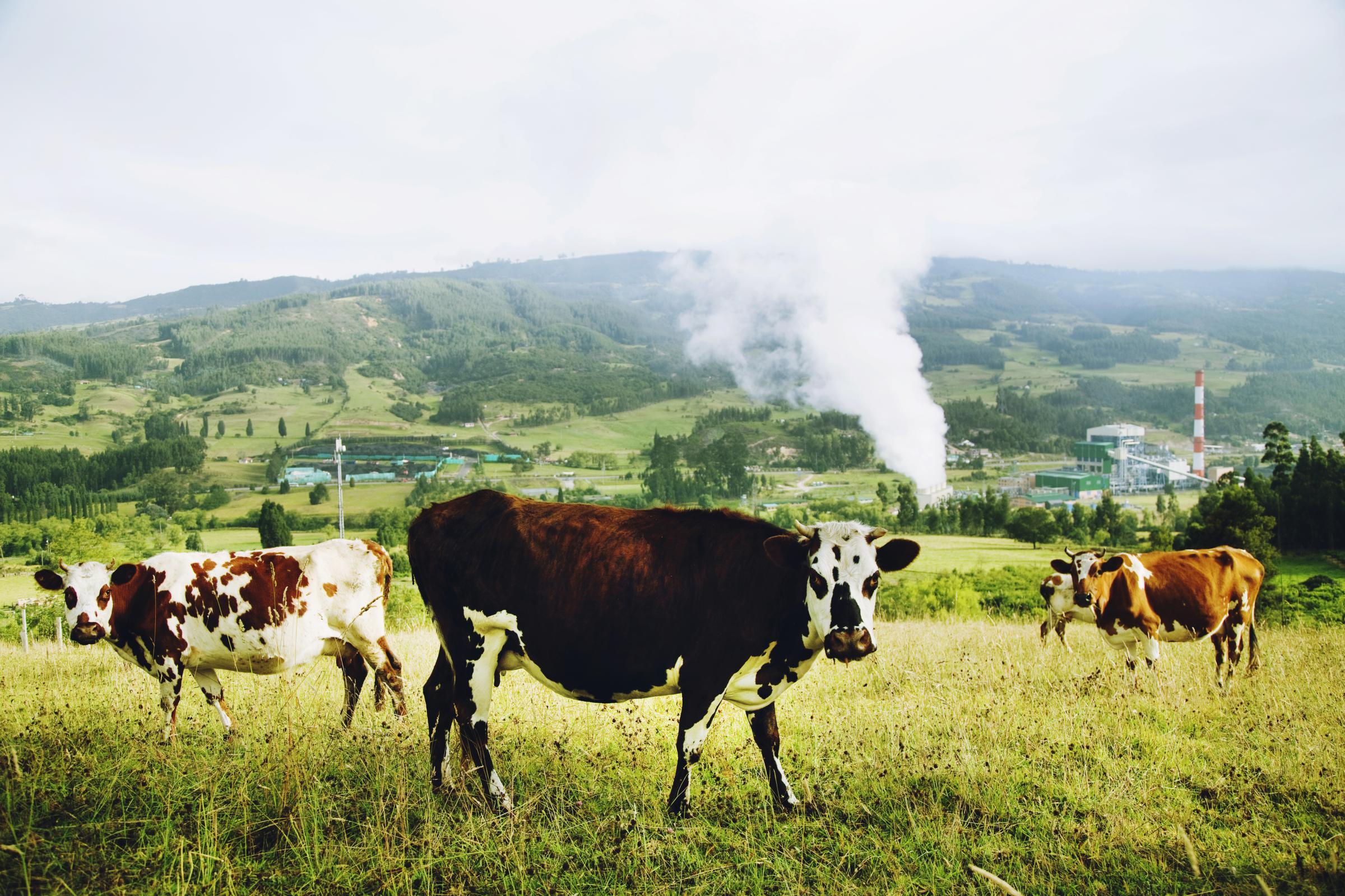 Boyacá - A group of cows next to Termopaipa in Paipa,...