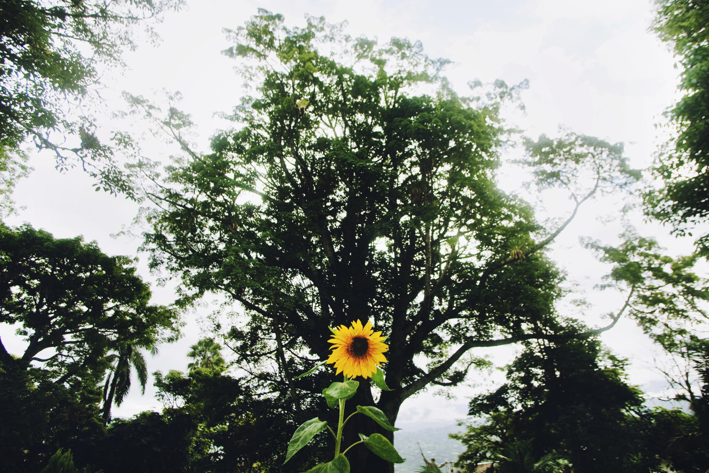 Boyacá - A sunflower in the town of Garagoa, Boyacá,...
