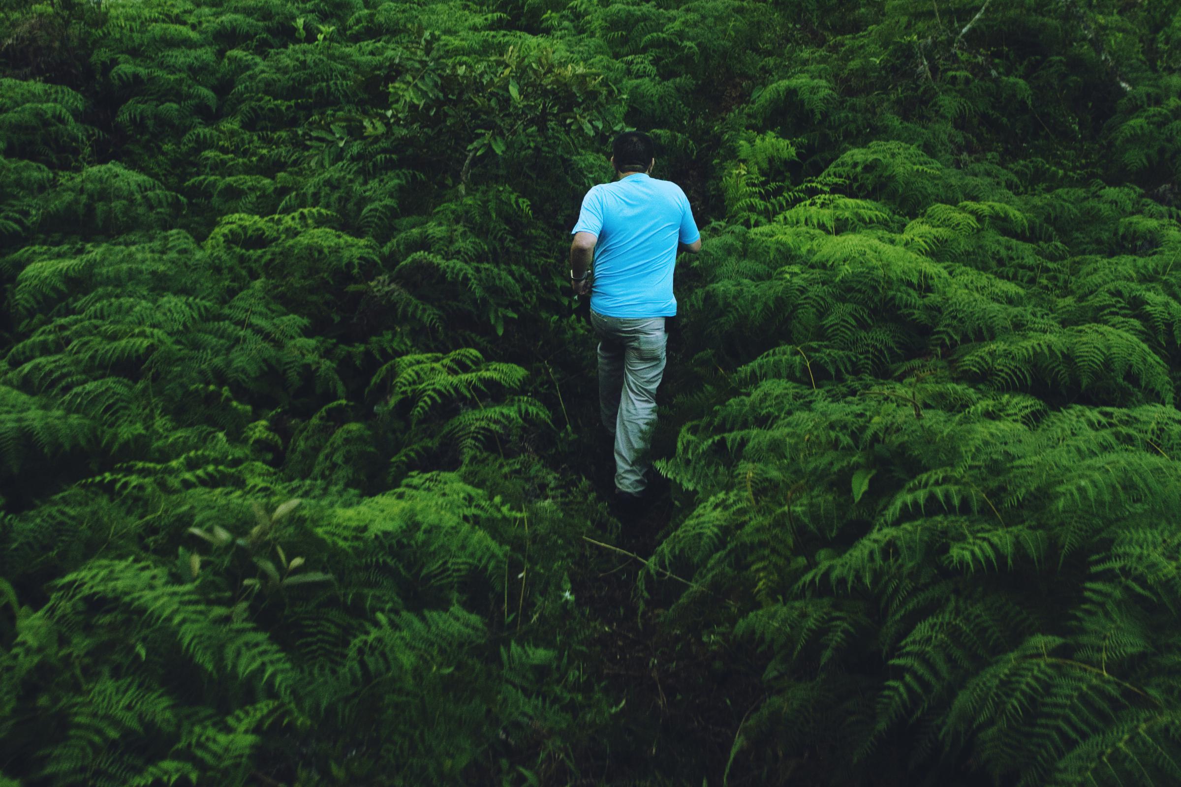 Boyacá - A man walks through the vegetation in the rural area of...