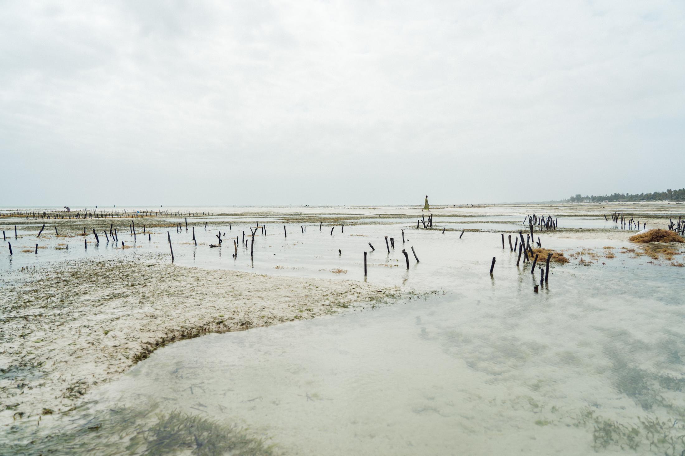 Seaweed Farming Against Gender Inequality and Climate Change -   A seaweed farmer in Zanzibar walks through shallow...