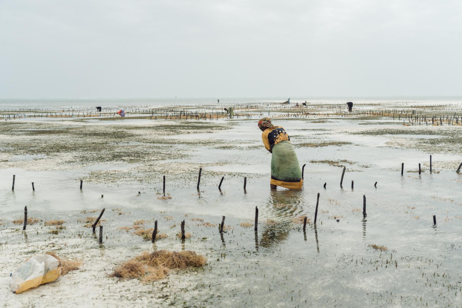 Seaweed Farming Against Gender Inequality and Climate Change