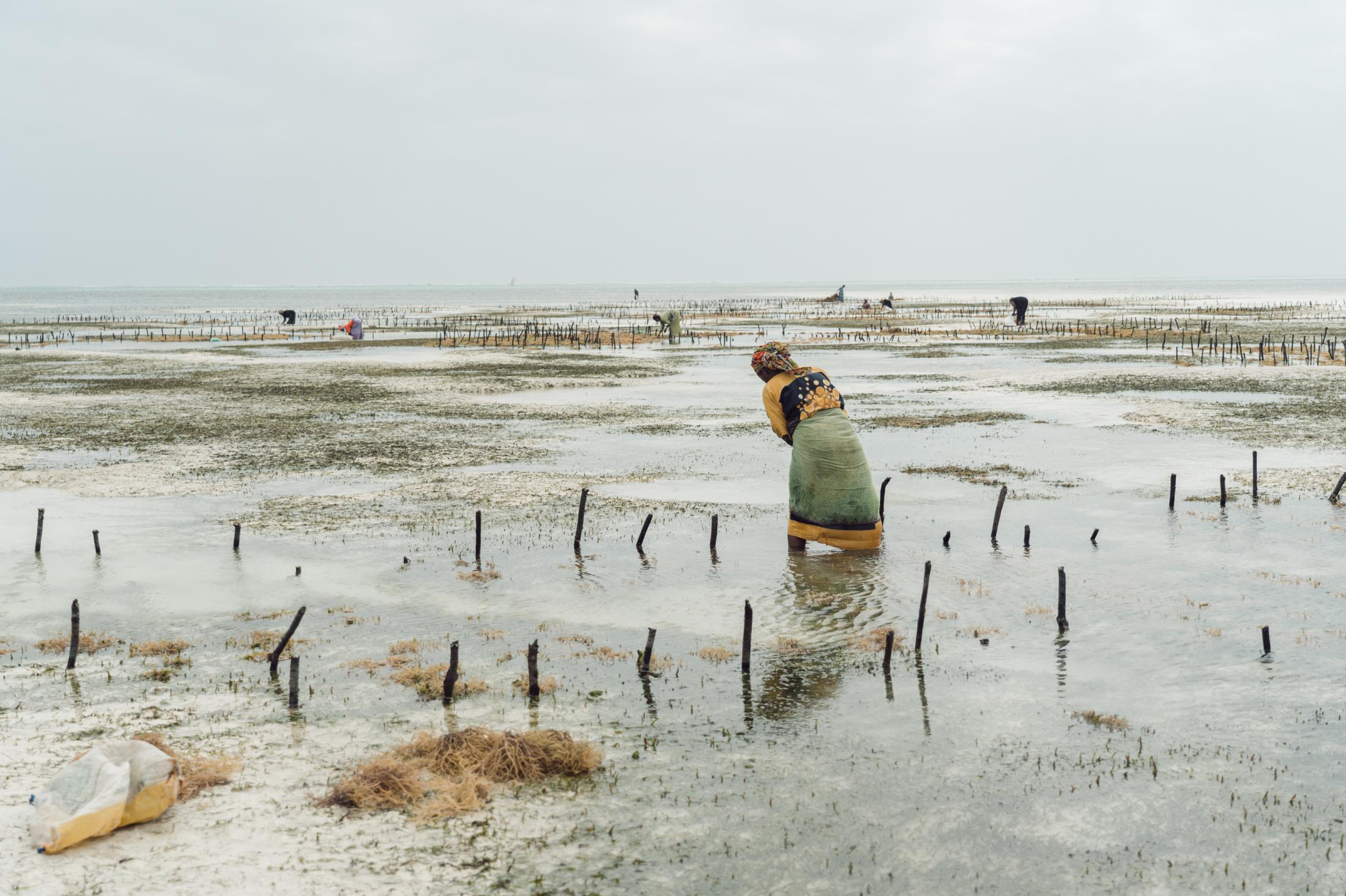 Seaweed Farming Against Gender Inequality and Climate Change -   Women work at their seaweed farms in Zanzibar, a...