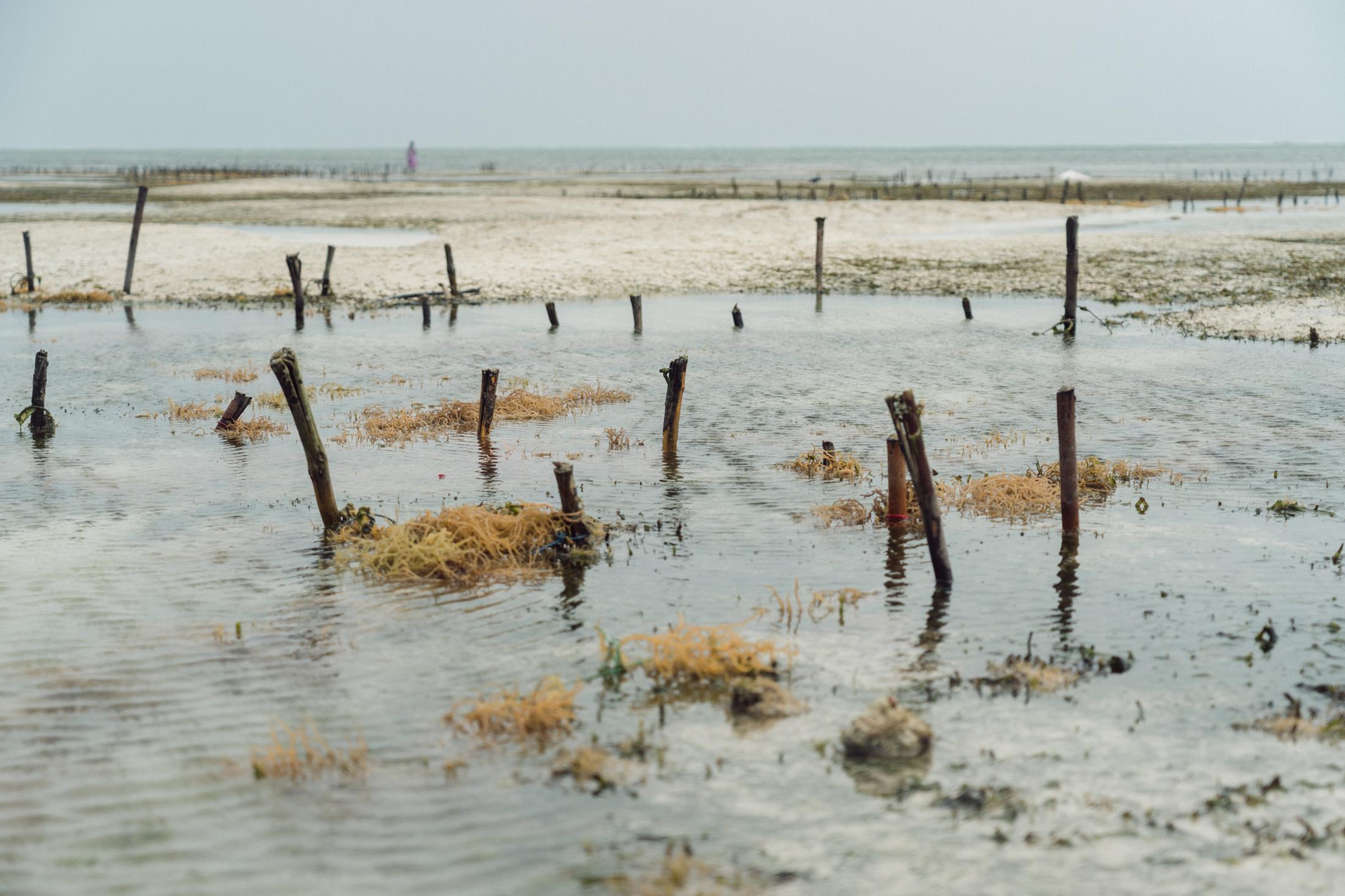 Seaweed Farming Against Gender Inequality and Climate Change - 