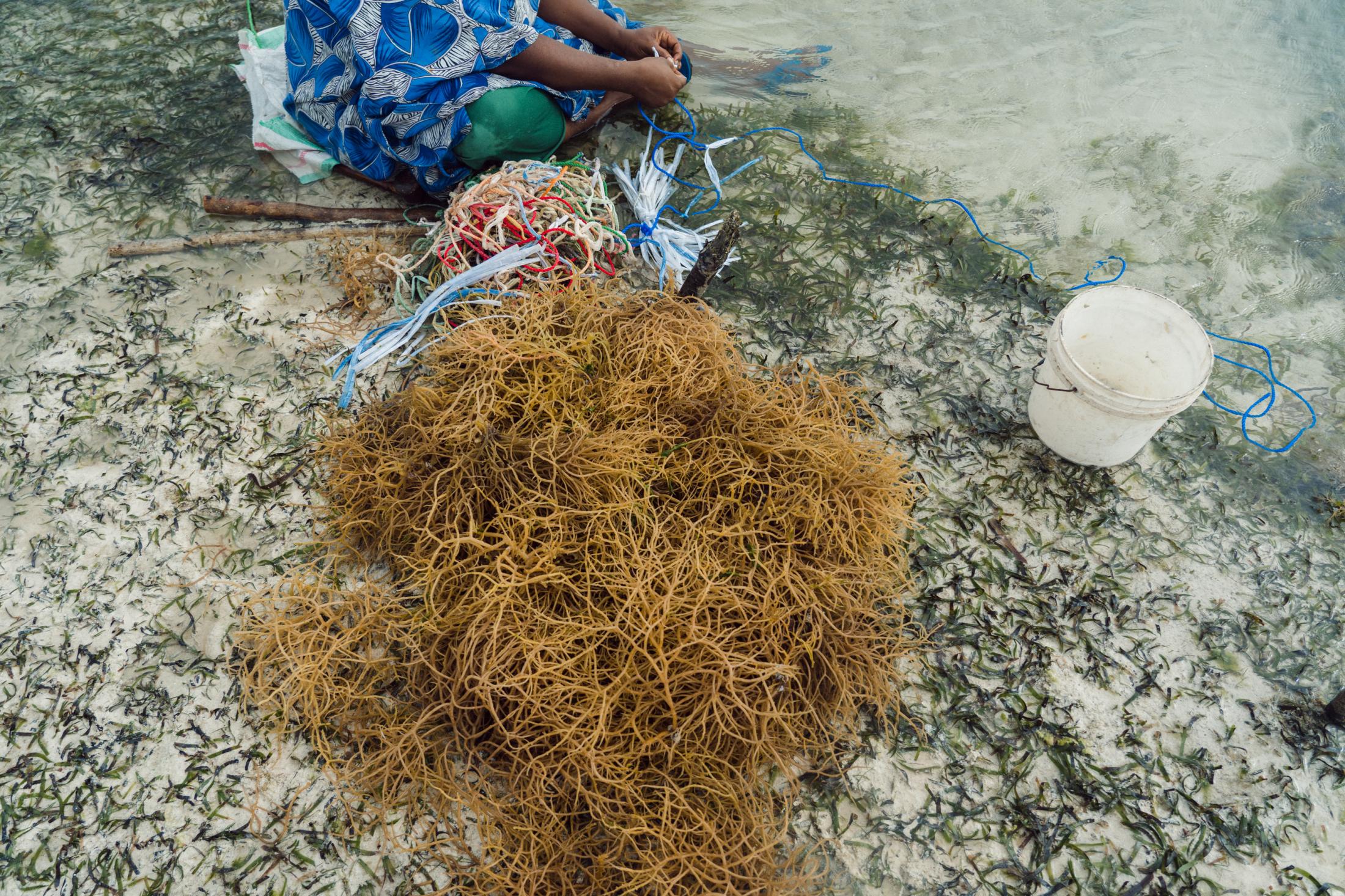 Seaweed Farming Against Gender Inequality and Climate Change - 