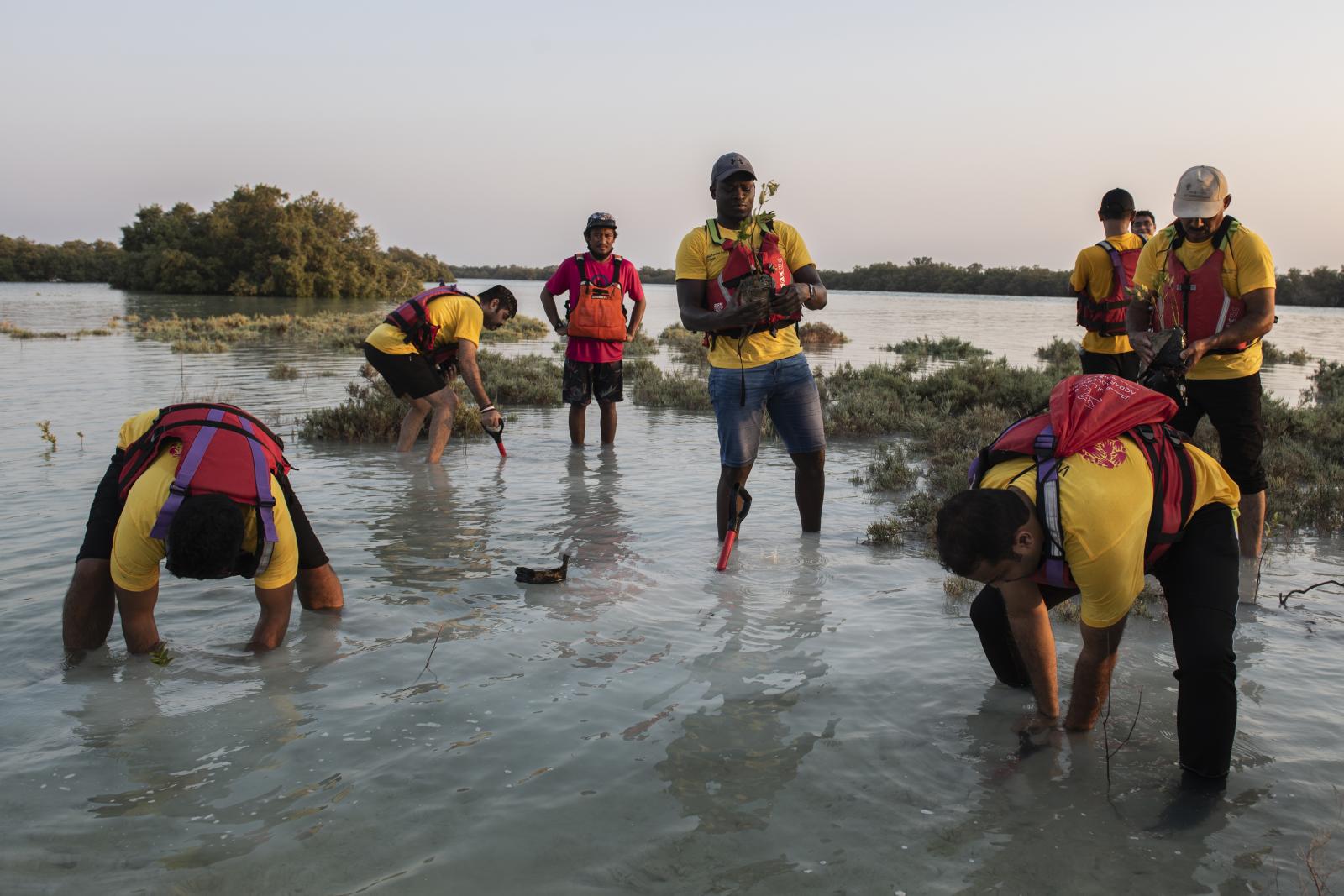 A community-based approach to conserving the UAE's mangroves | Buy this image
