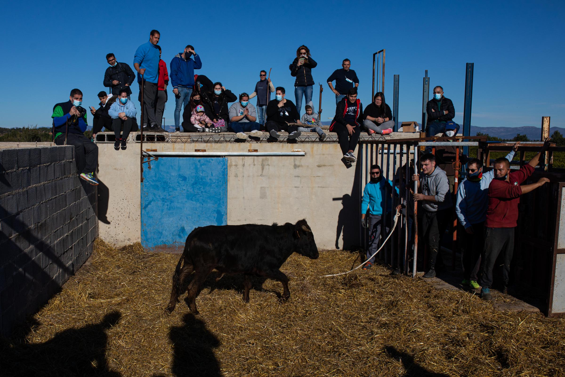 VALENCIA, SPAIN - DECEMBER 04: Family and friends of David, the owner of the stud farm, watch a calf just before capturing it among David&#39;s...