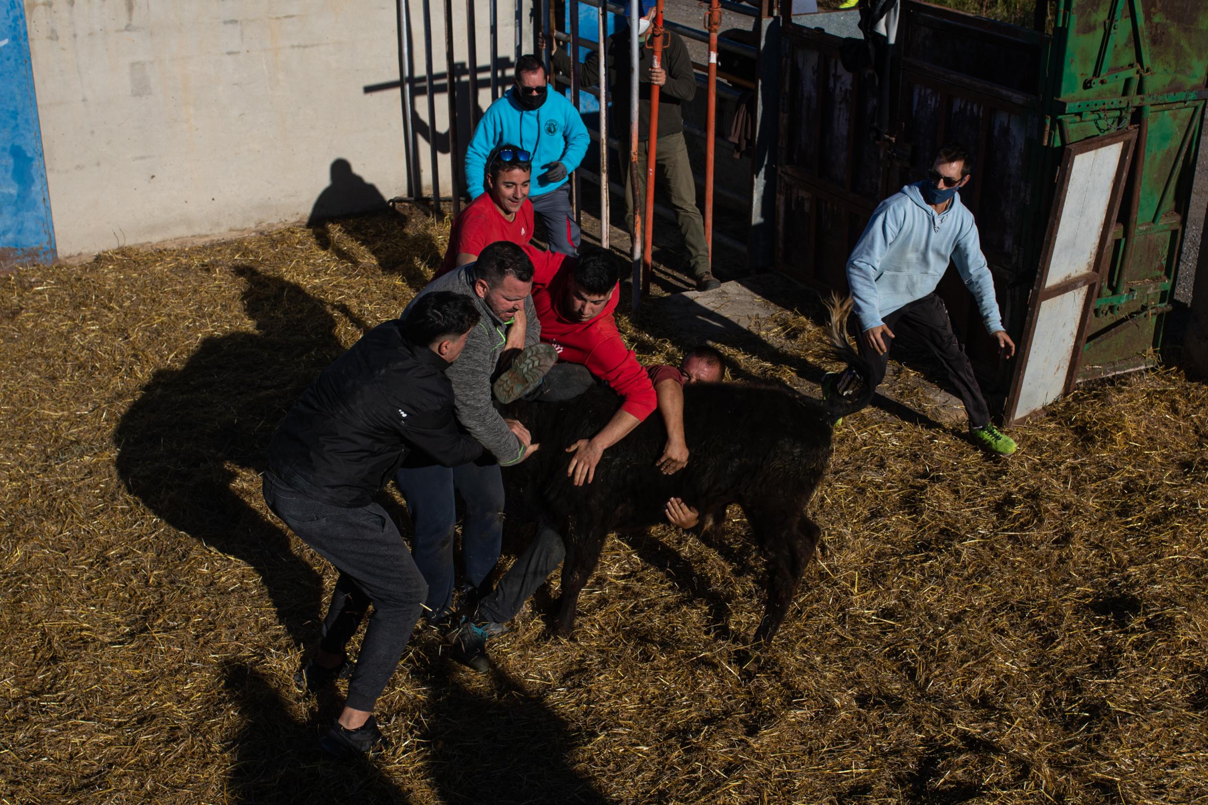 Spain's Dwindling Bullfighting Traditions - VALENCIA, SPAIN - DECEMBER 04: Ranchers attempt to...