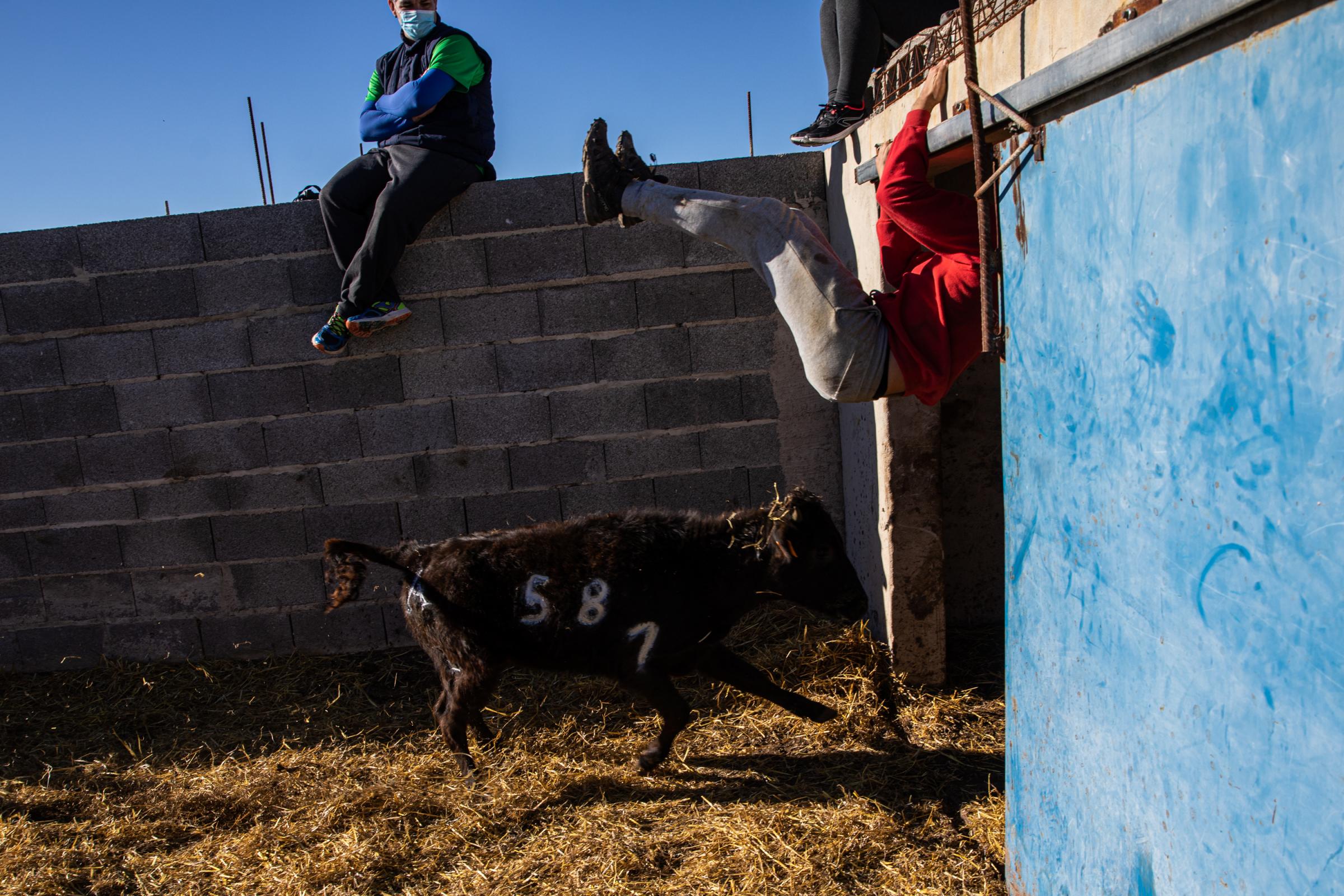 Spain's Dwindling Bullfighting Traditions - VALENCIA, SPAIN - DECEMBER 04: The freshly branded calf...