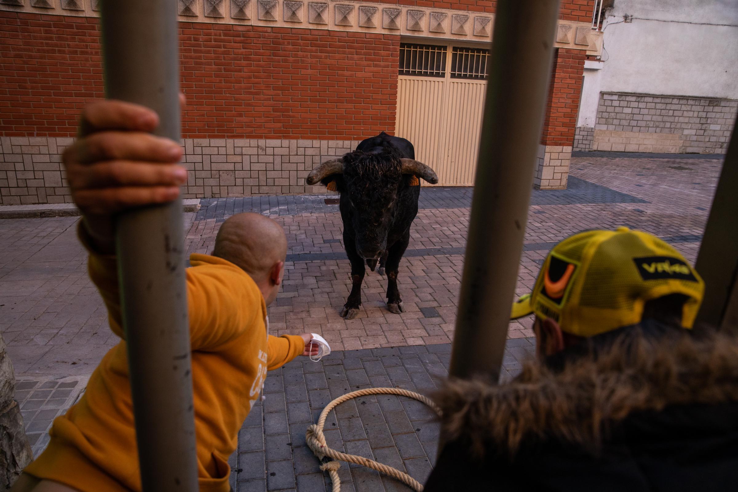 Spain's Dwindling Bullfighting Traditions - VALENCIA, SPAIN - DECEMBER 04: A young man tries to...