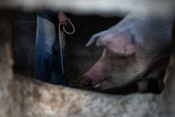 Spain's Sustainable Swine Slaughtering For Prized Iberian 