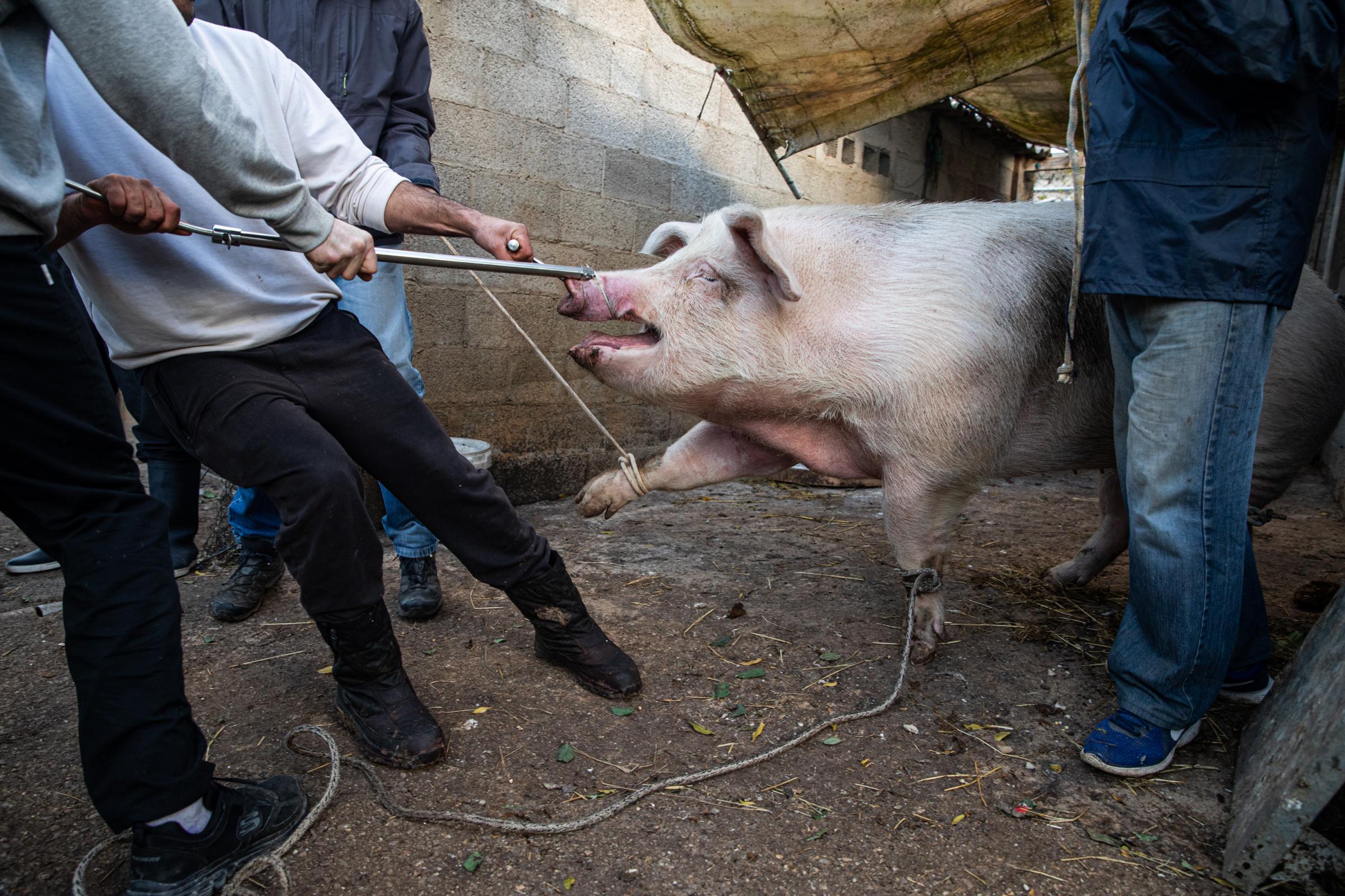 IBIZA, SPAIN - DECEMBER 06: The owner of the farm takes the pig with the help of family and friends to slaughter it in the traditional Ibizan way...