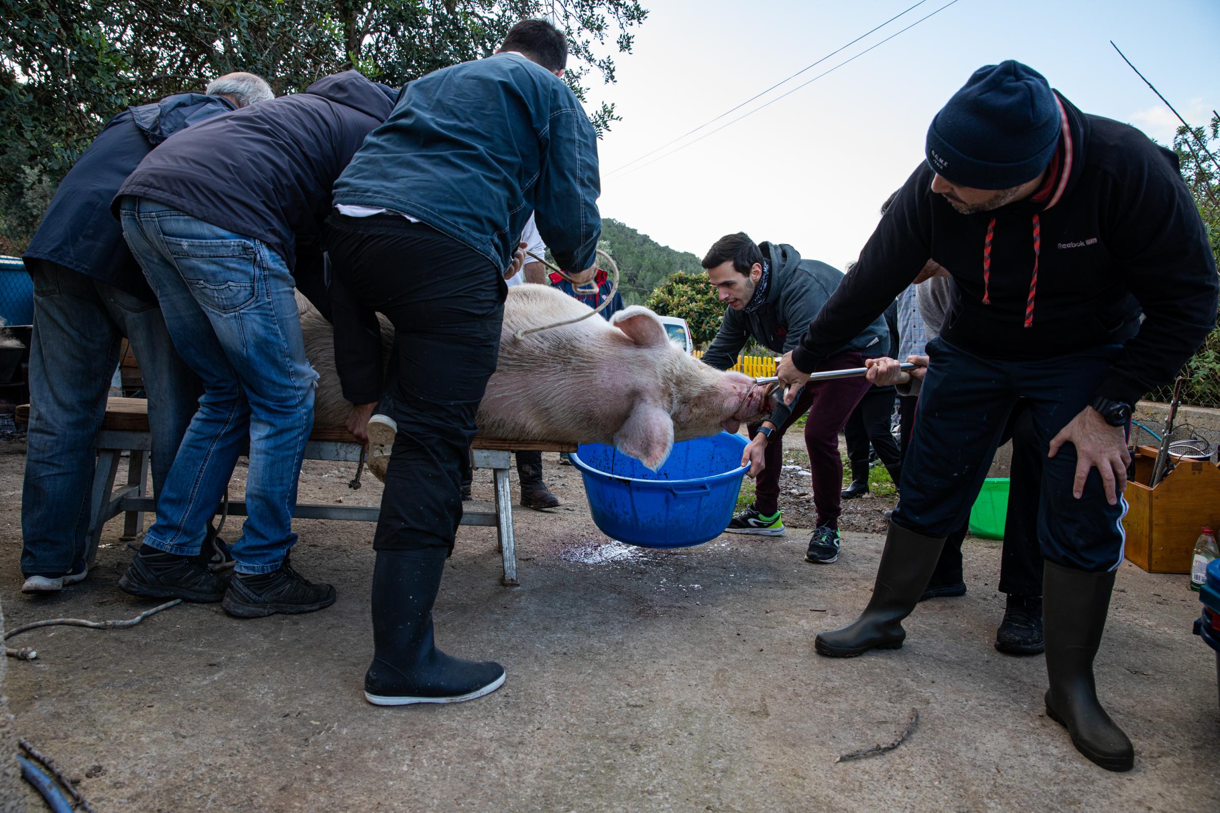 Spain's Sustainable Swine Slaughtering For Prized Iberian  - IBIZA, SPAIN - DECEMBER 06: The pig bleeds while the...