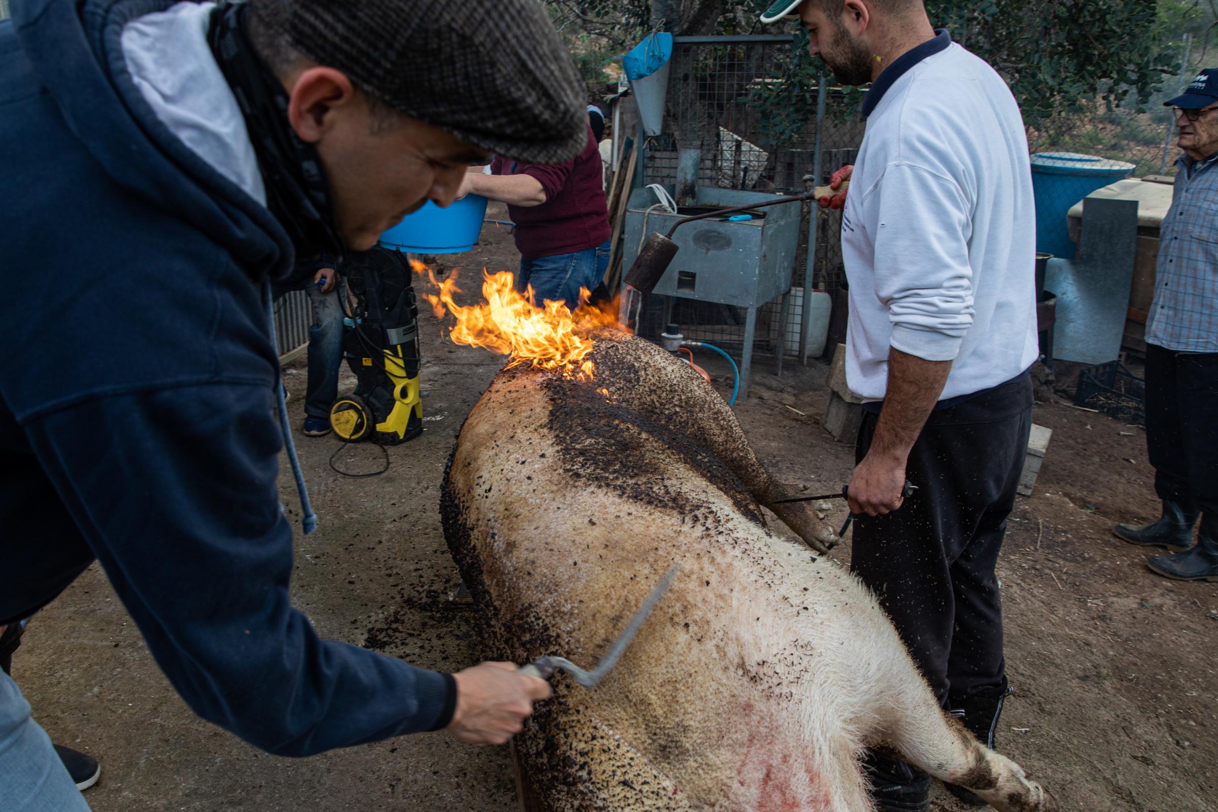 Spain's Sustainable Swine Slaughtering For Prized Iberian  - IBIZA, SPAIN - DECEMBER 06: The pig slaughterer burns the...