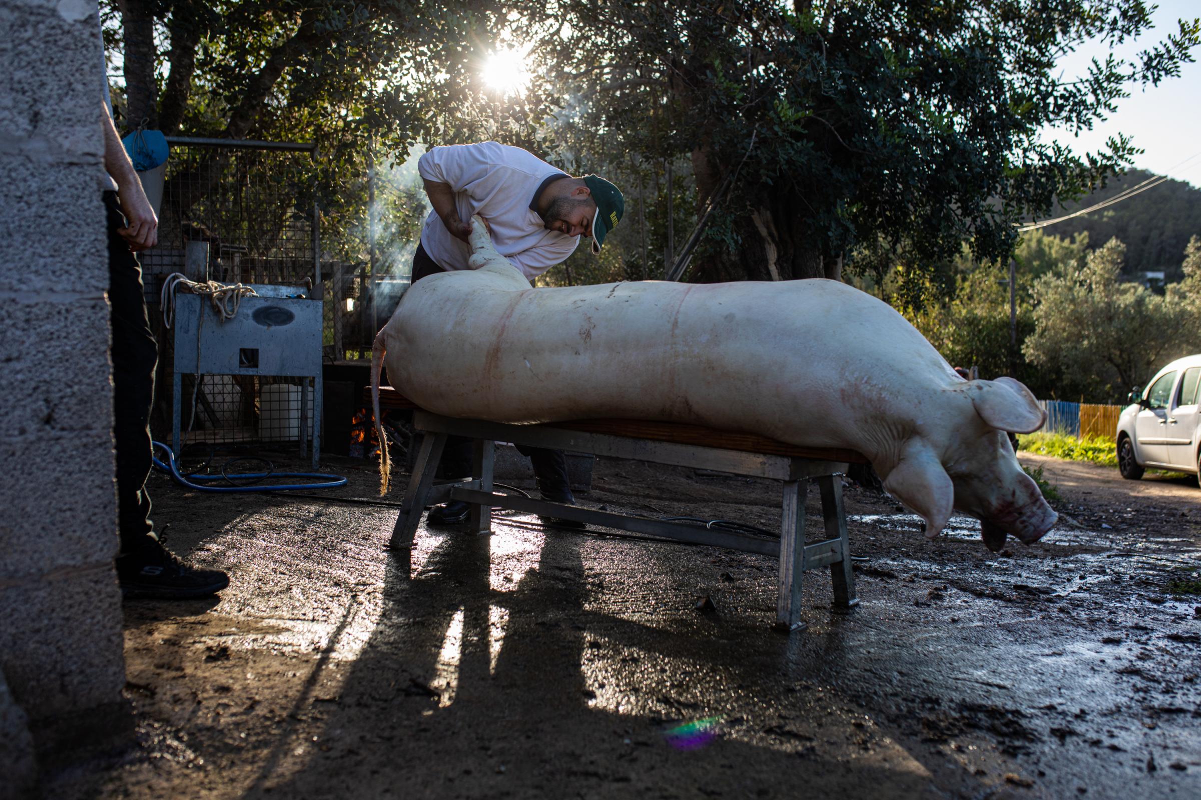 Spain's Sustainable Swine Slaughtering For Prized Iberian  - IBIZA, SPAIN - DECEMBER 06: The pig slaughterer cleans...