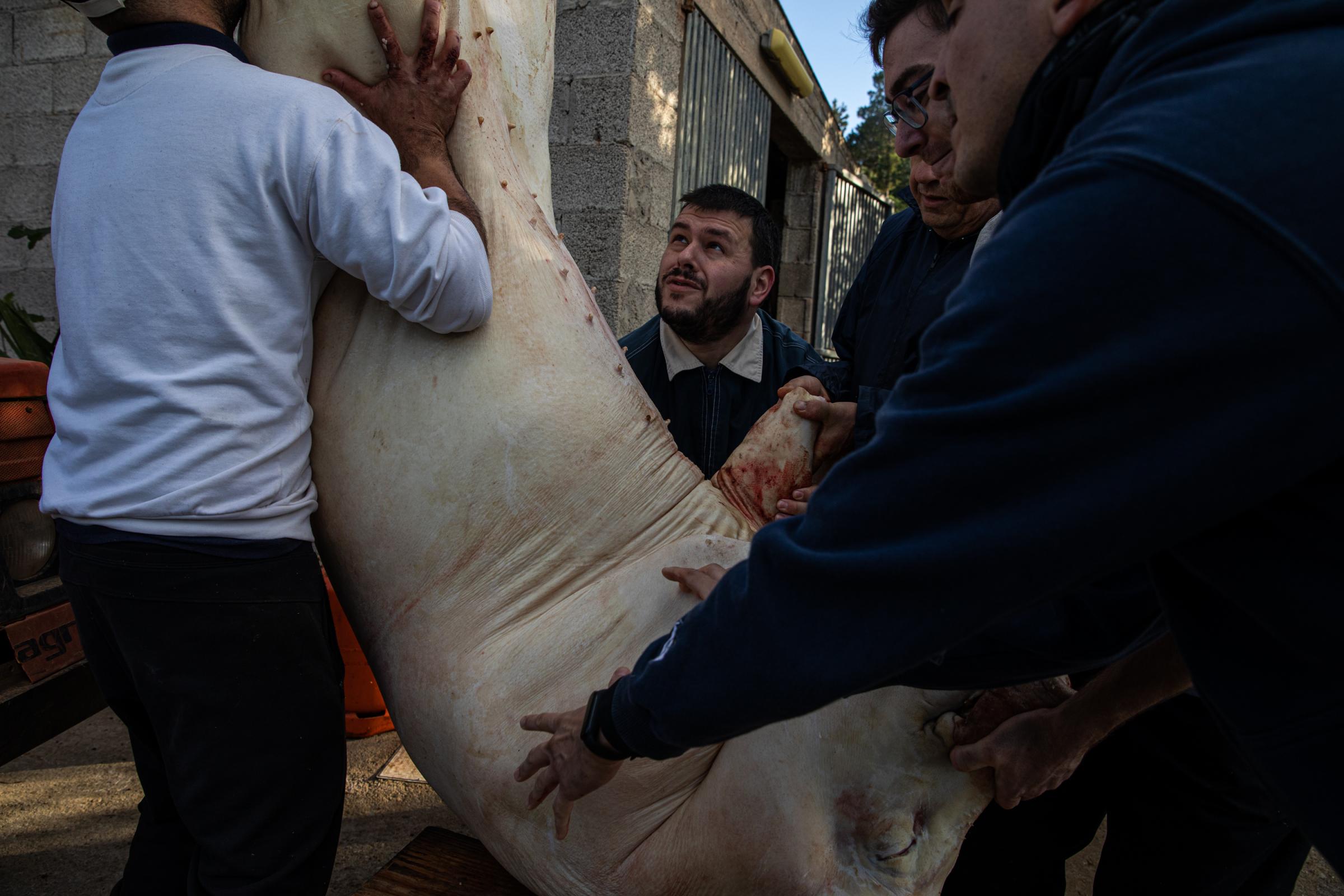 Spain's Sustainable Swine Slaughtering For Prized Iberian  - IBIZA, SPAIN - DECEMBER 06: Owner and helpers hang the...