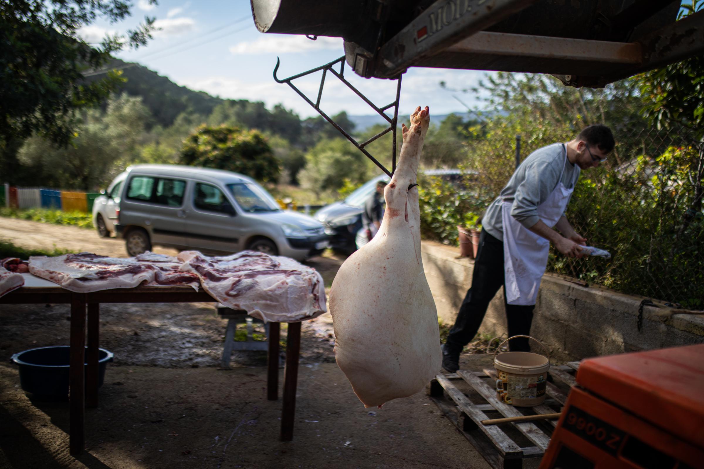 Spain's Sustainable Swine Slaughtering For Prized Iberian  - IBIZA, SPAIN - DECEMBER 06: While the pig hangs up on the...