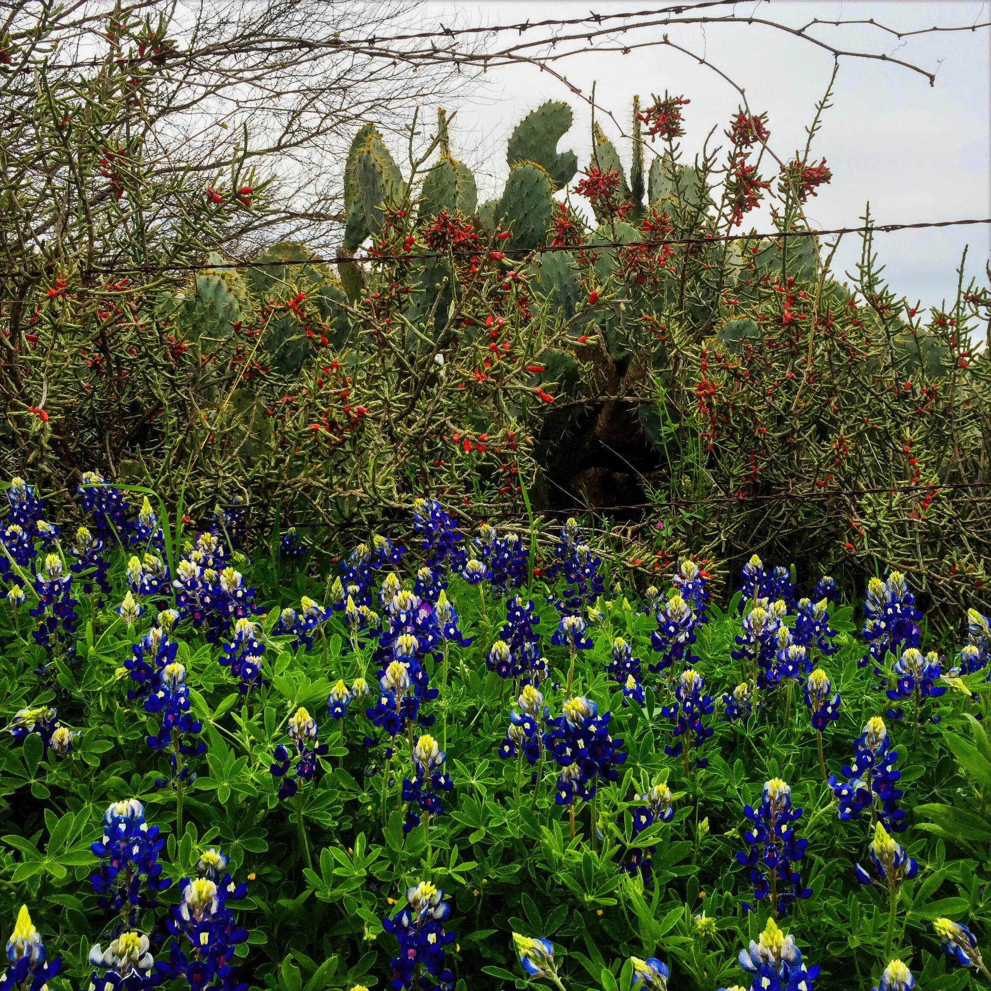 Texas Wildflowers - Central Texas