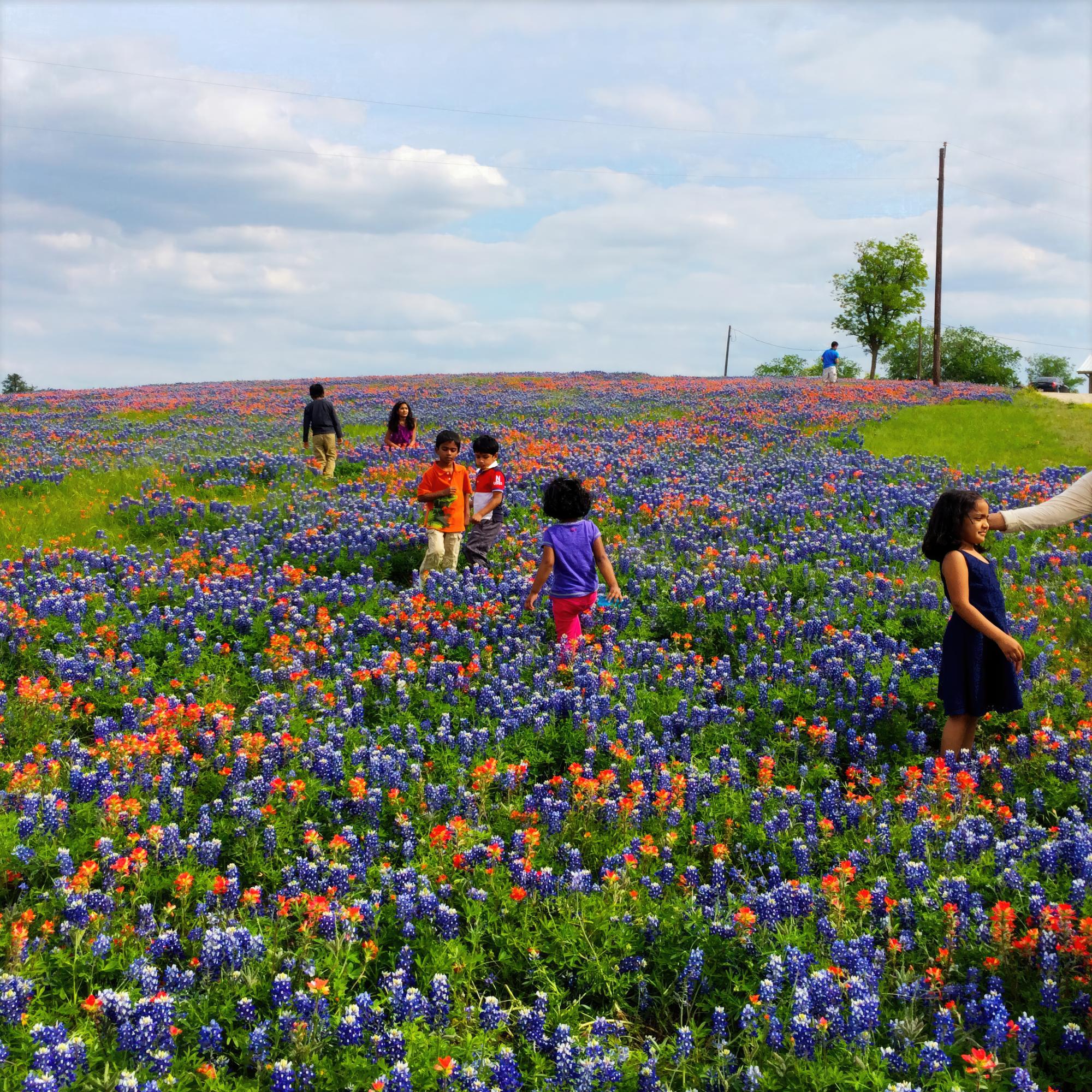 Texas Wildflowers - Central Texas