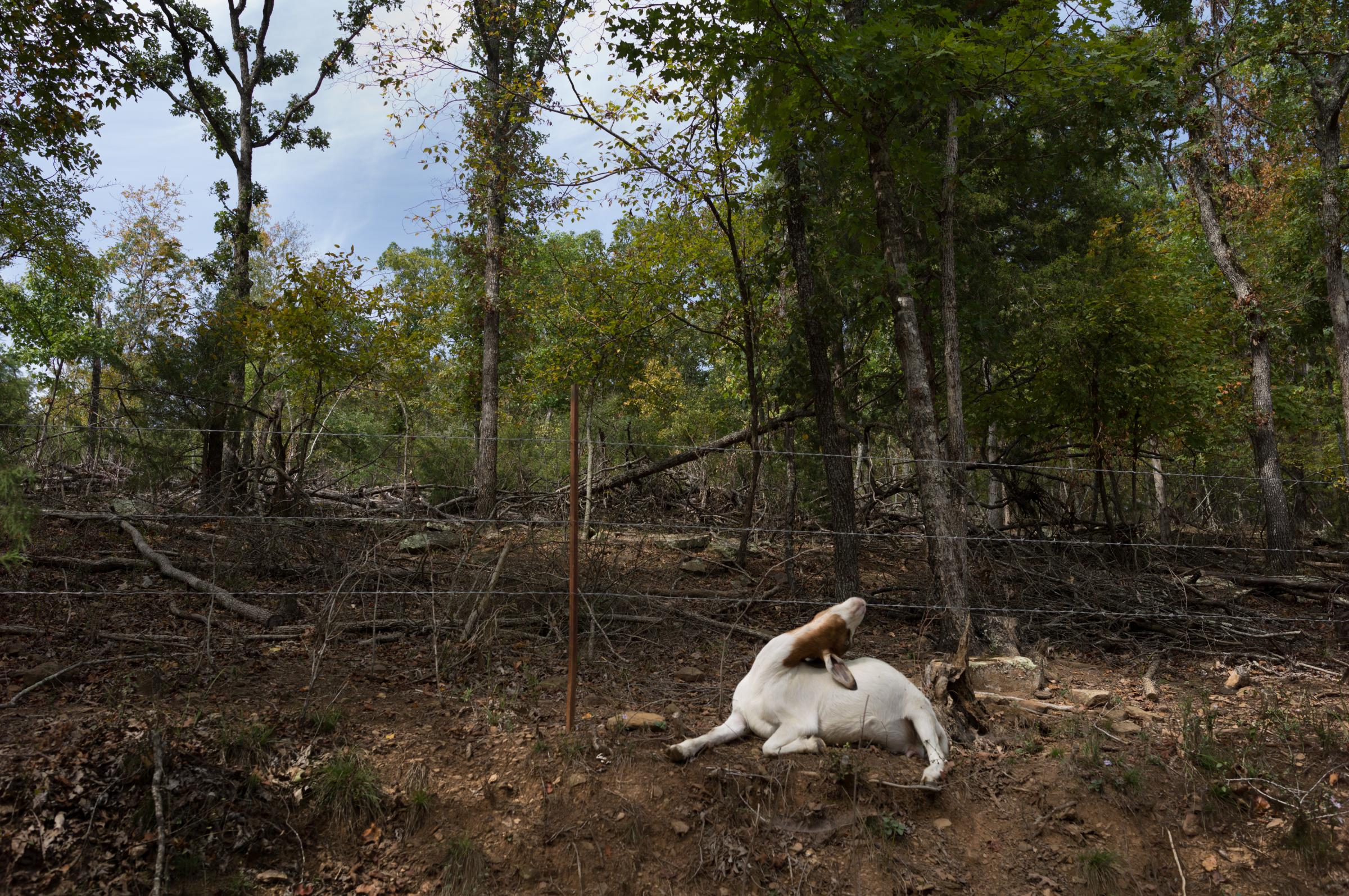 Land Bound in the Ozarks - Goats can still be found walking on a dirt road in deeply...