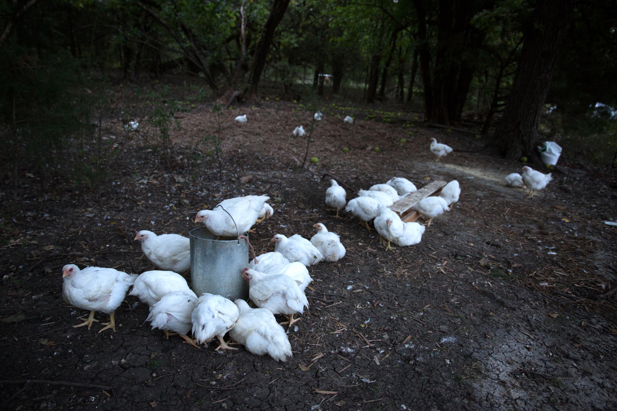 Land Bound in the Ozarks - As the sun sets, the Whites free-range chickens enjoy...