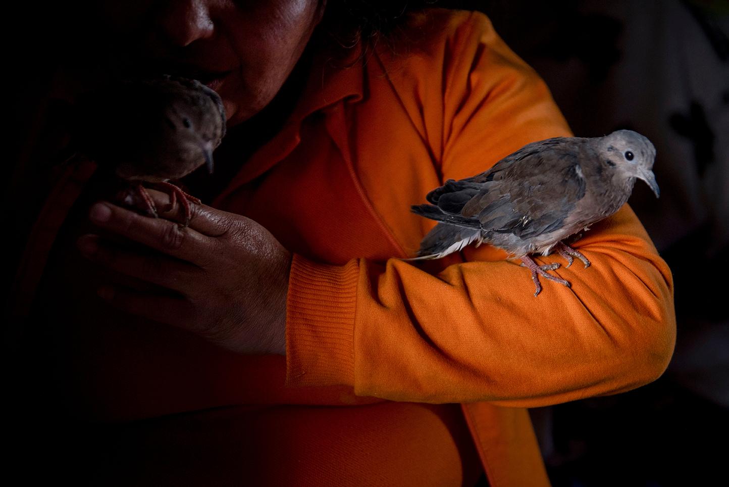 A female prisoner holds a pair of pigeons living in a box inside her cell. The pigeons entered...