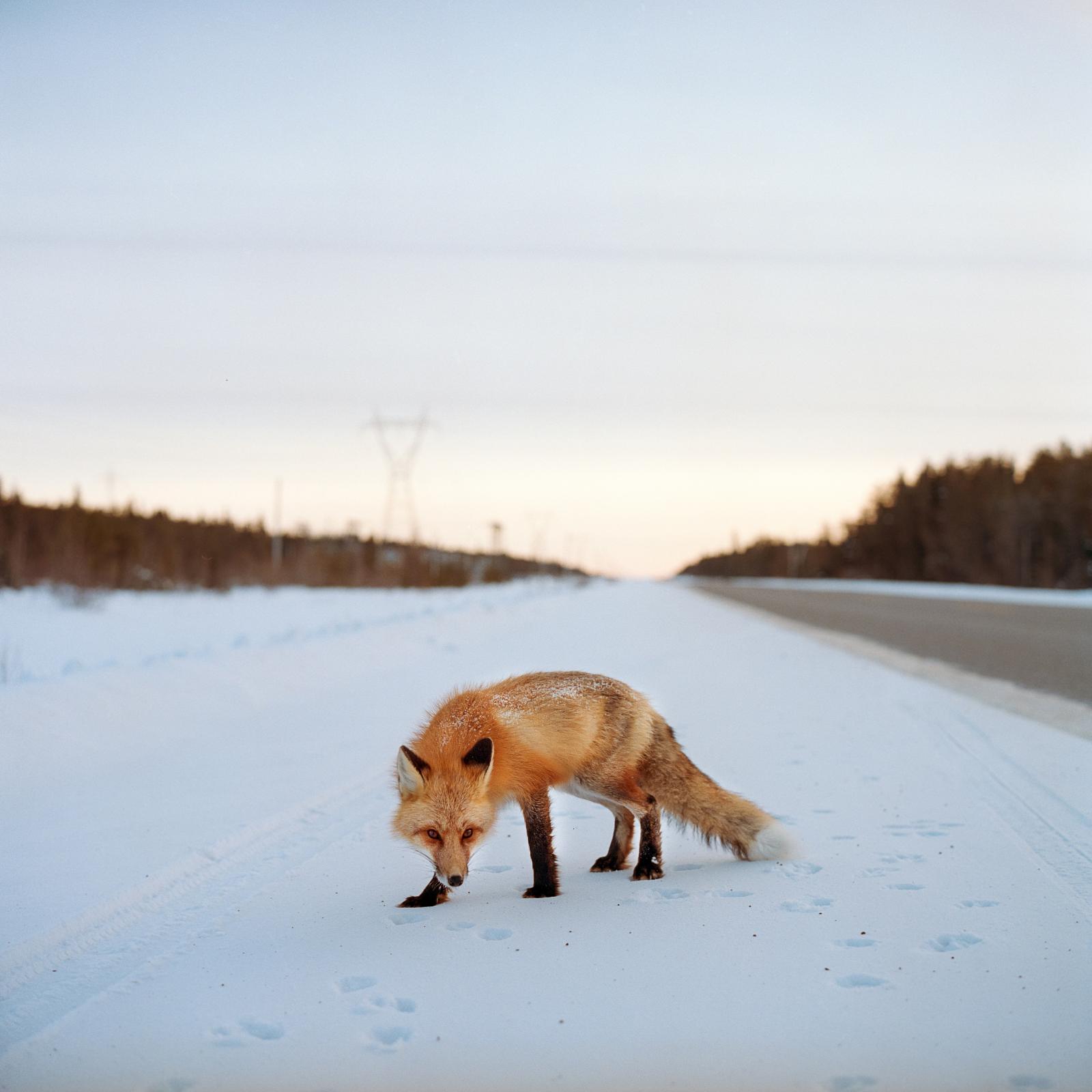Fox on highway 6. Northern Manitoba. 2018 