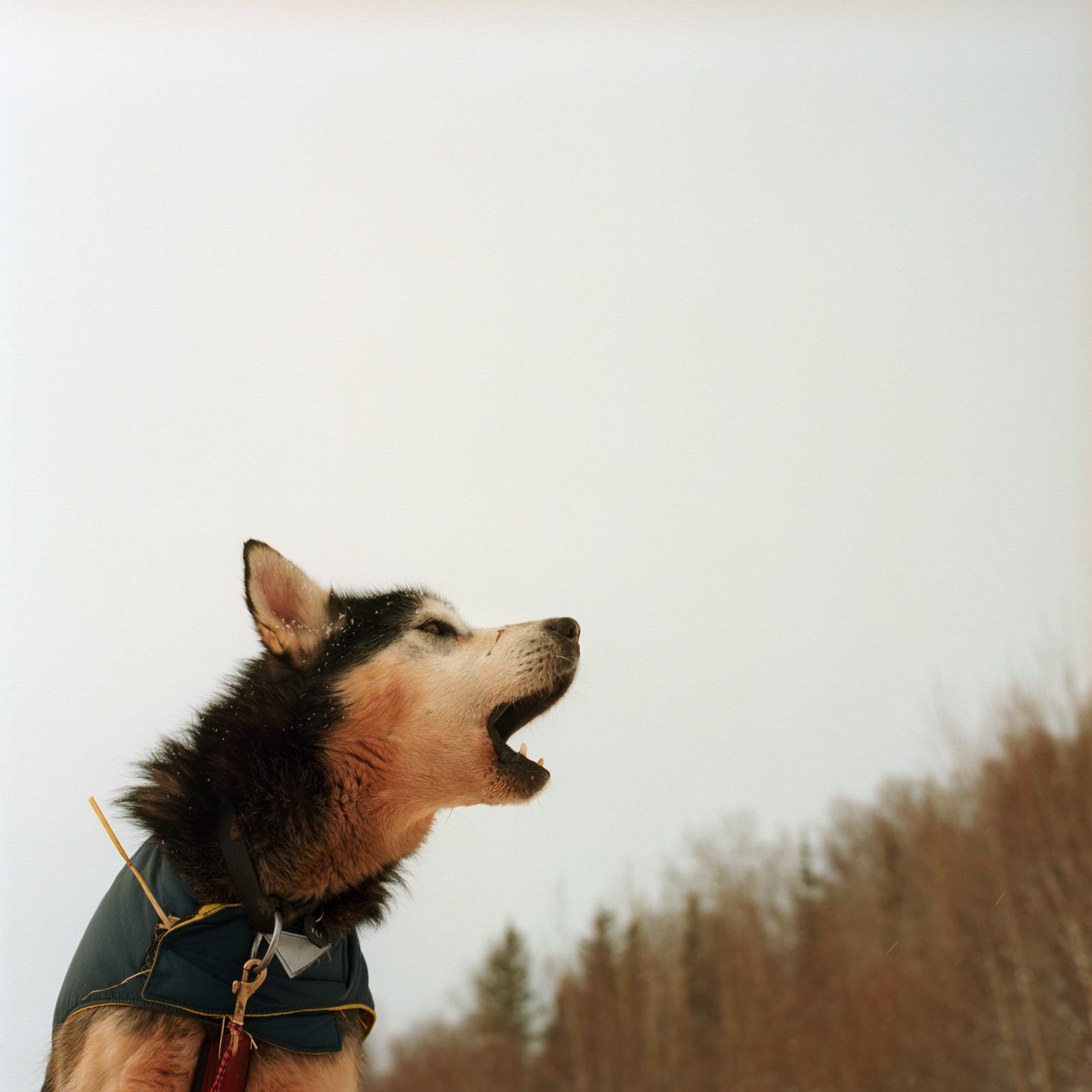 Print Sale - A sled dog howls at a rest stop during the Iditarod dog...