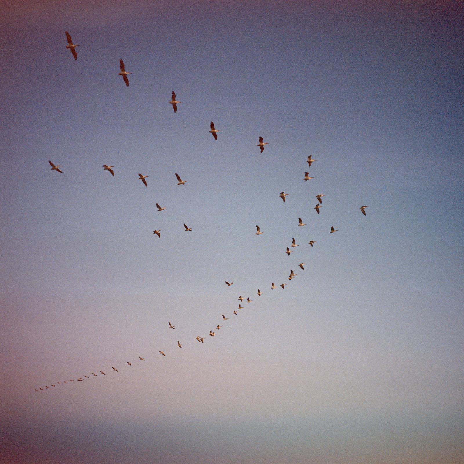 Pelicans migrate over Lake Winnipeg in Northern Manitoba, Canada. 2016 