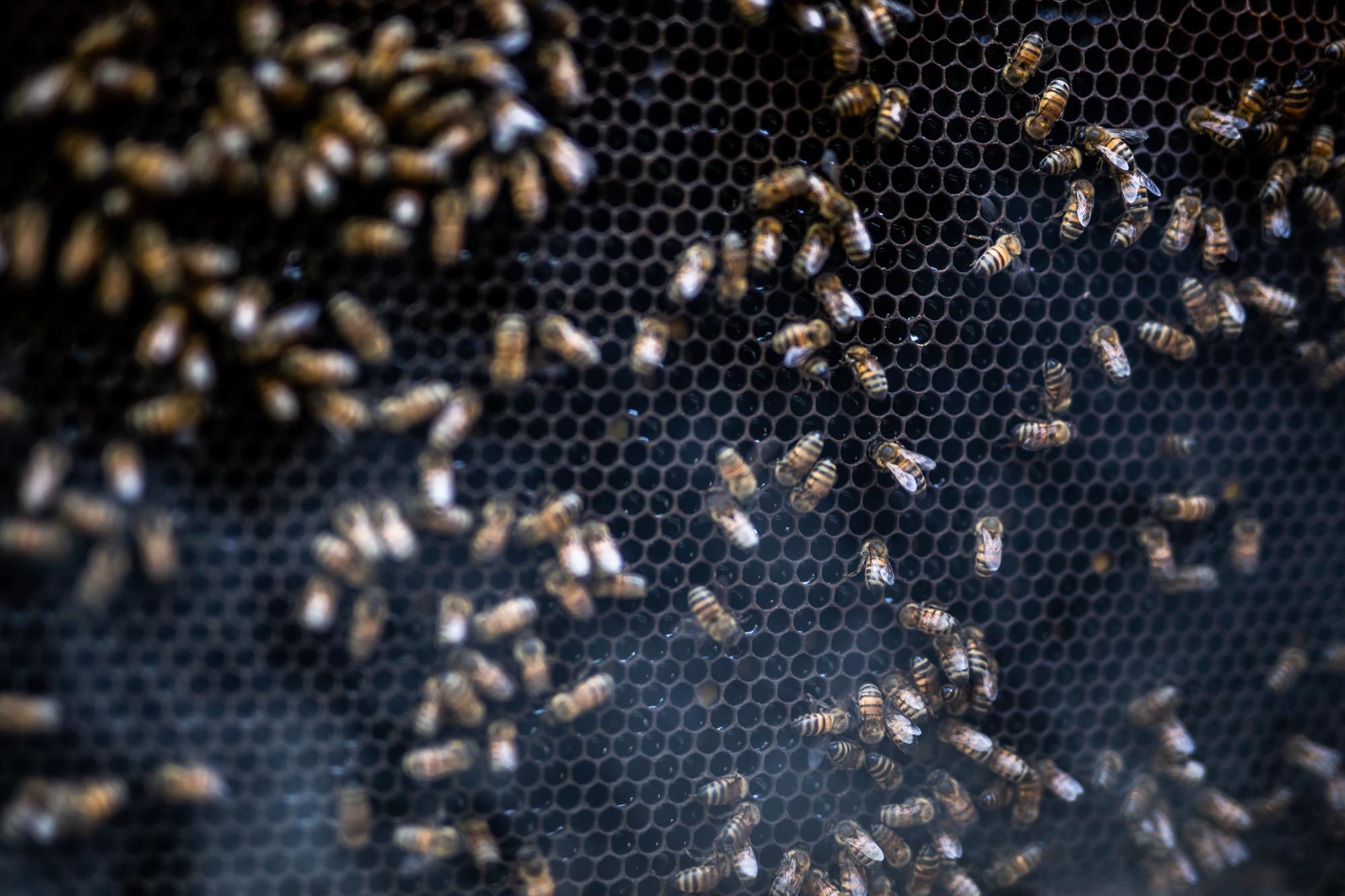 Panel de abejas de Raquel Ant&uacute;n, miembro de la red de apiculturas cuidan de sus abejas...
