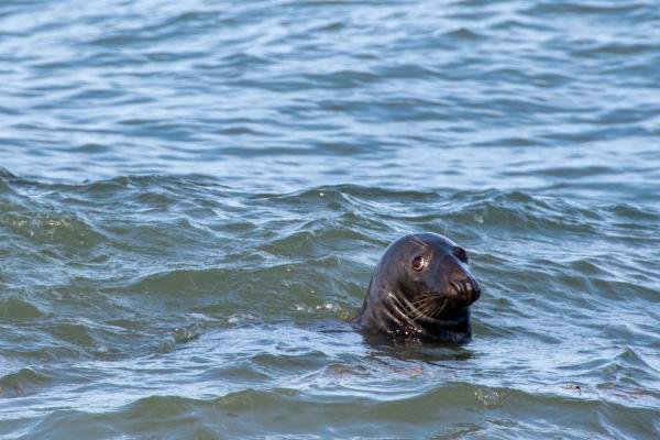 Cape Cod Seal | Buy this image