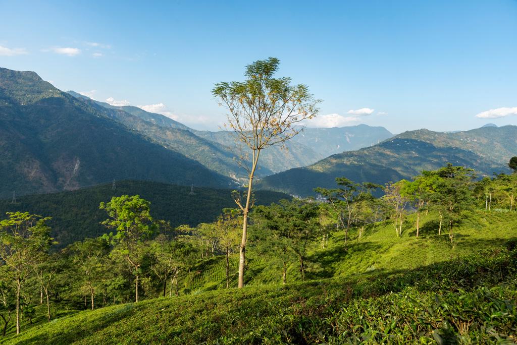 View of Barnesbeg Tea Garden, Darjeeling, West Bengal, India