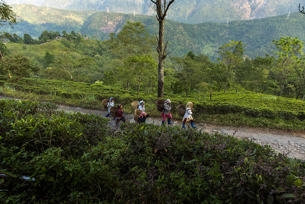 The Tea Garden workers are goin...Darjeeling, West Bengal, India.