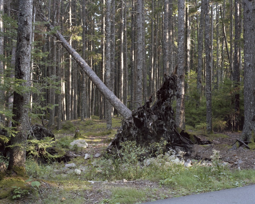Fallen Tree, 2010