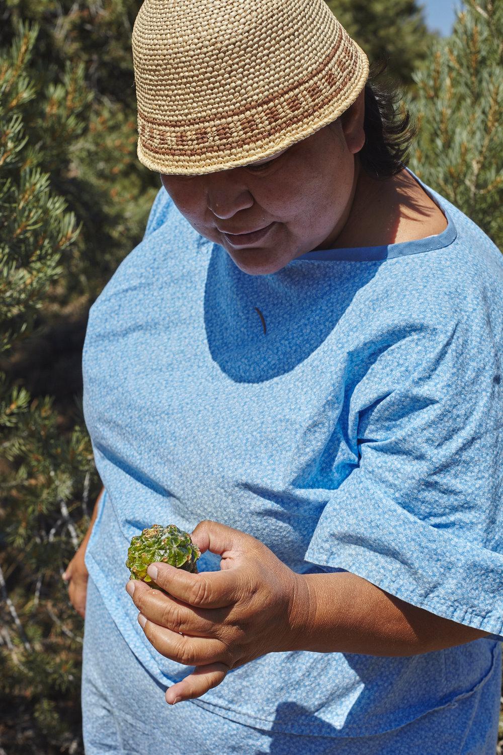 Traditional Shoshone Pine Nut Harvesting in the Age of Climate Change