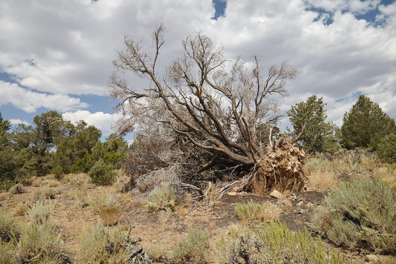 Traditional Shoshone Pine Nut Harvesting in the Age of Climate Change