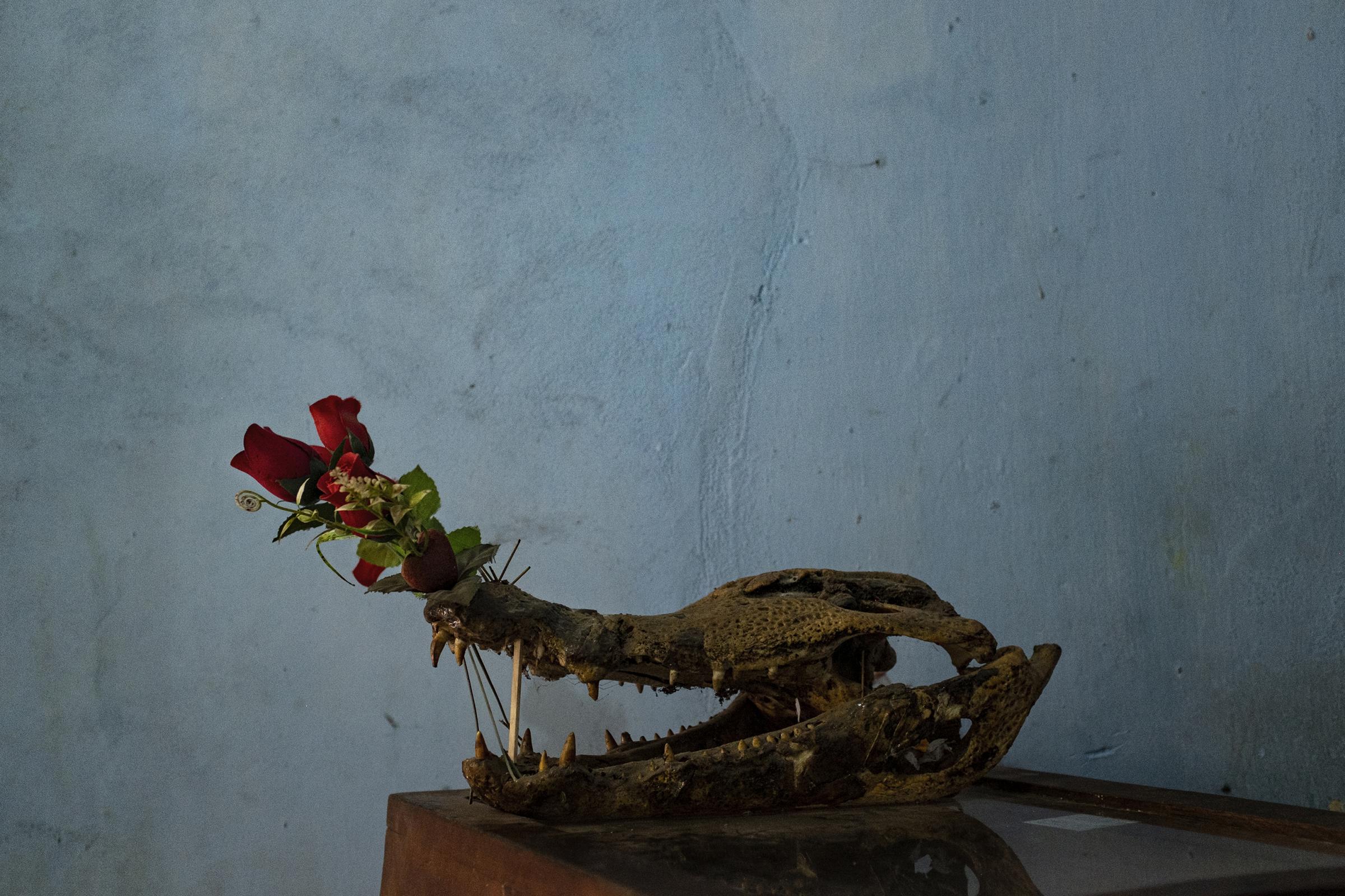 A caiman skull is used as a decorative object in a restaurant in the town of Nauta, district of Loreto in Peru. It is common to find bones or parts of stuffed animals decorating homes and businesses in towns, villages and cities in the Amazon.