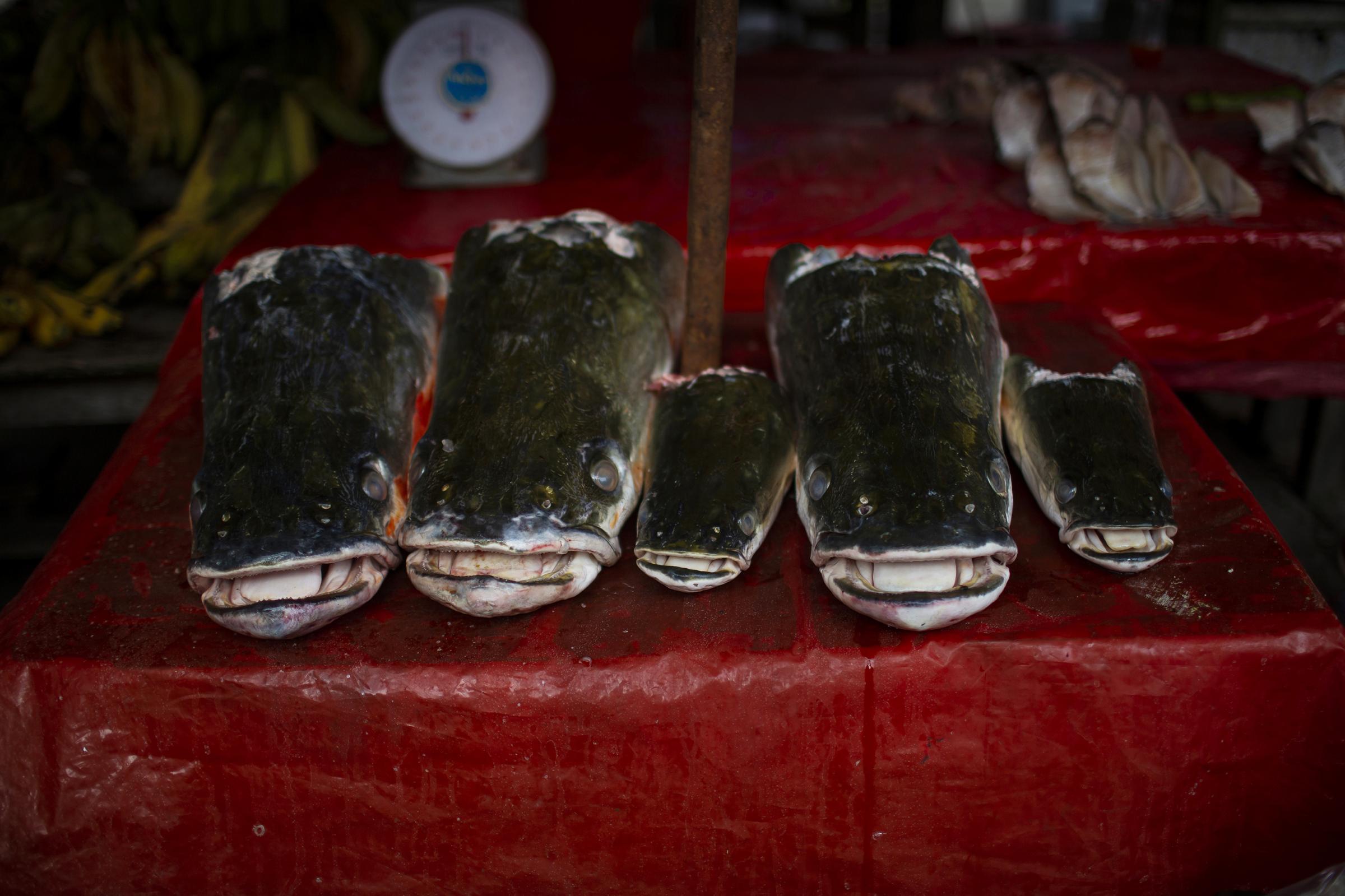 Heads of Paiche fish or pirarucu are sold in a market in the port of Nanai in Iquitos, Loreto...